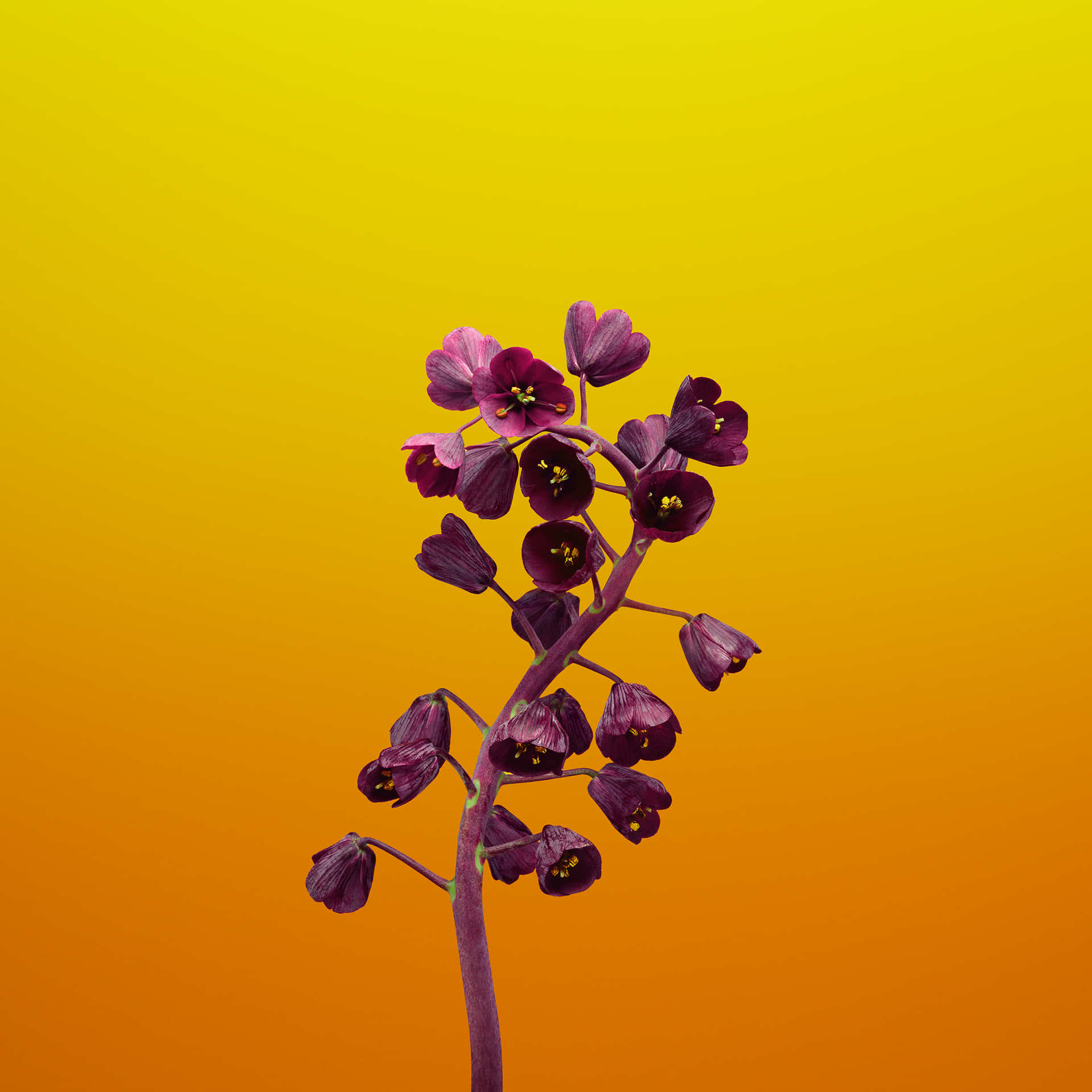 A Flower In A Vase Background