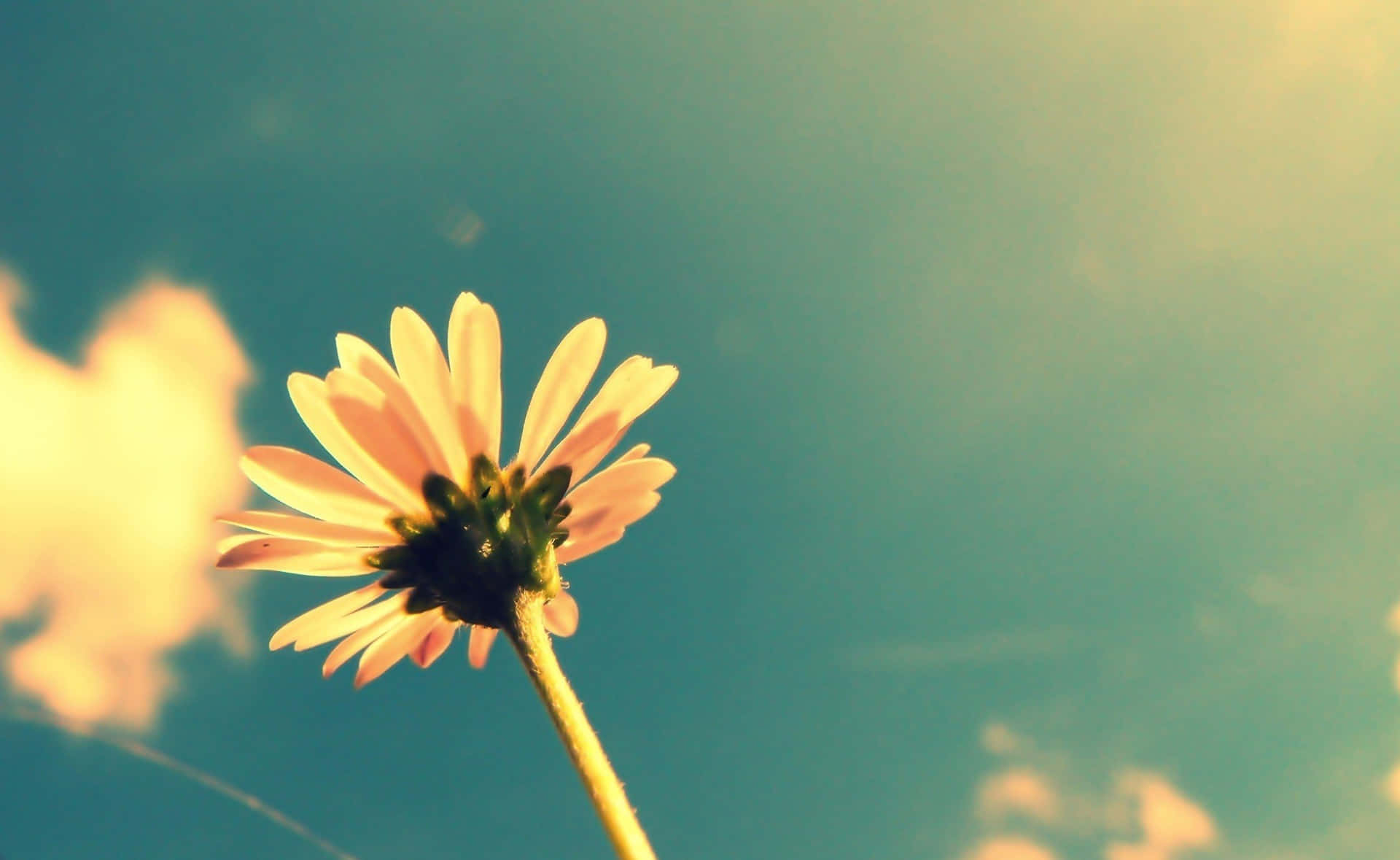 A Flower Is Standing In The Sky With Clouds Background