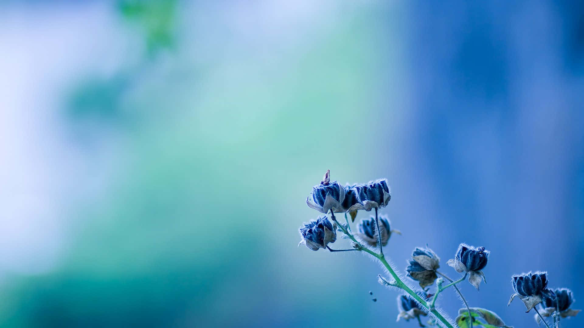 A Flower Of Blues And Beauty On A Desktop Background
