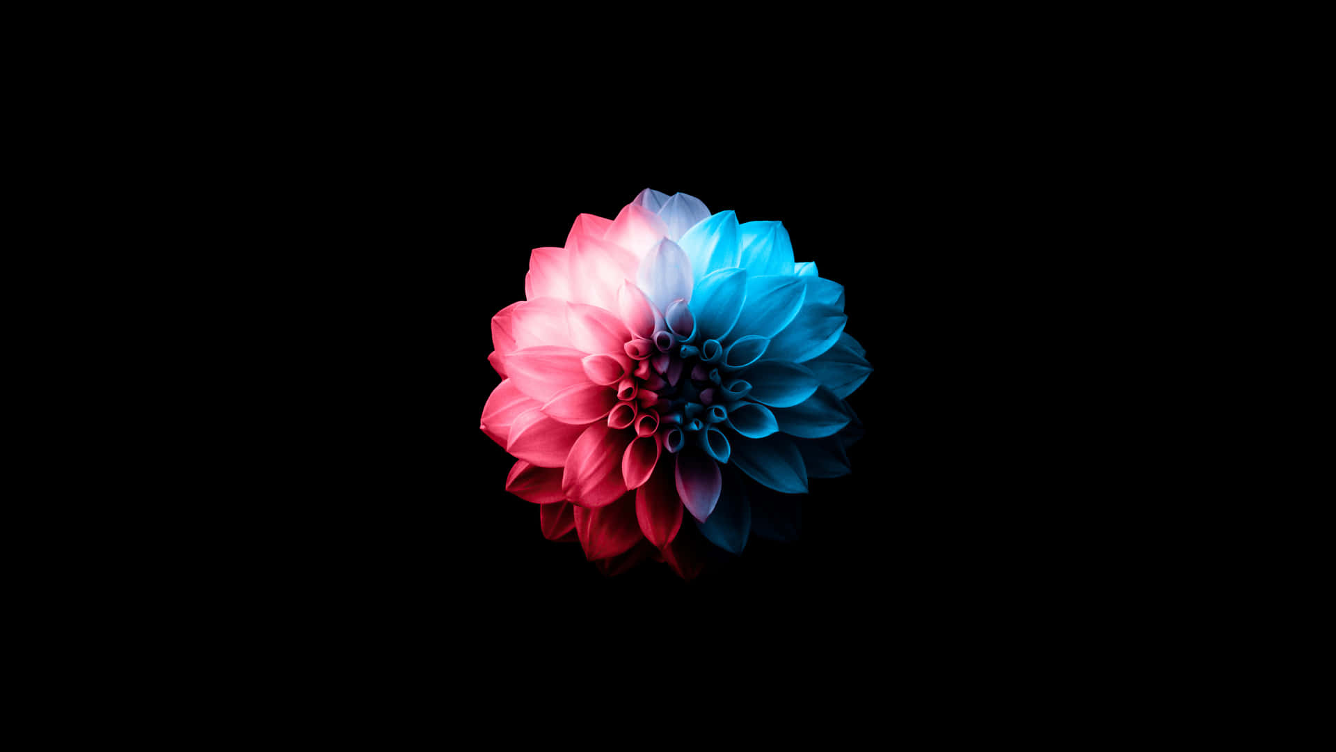 A Flower With Blue And Pink Colors On A Black Background Background