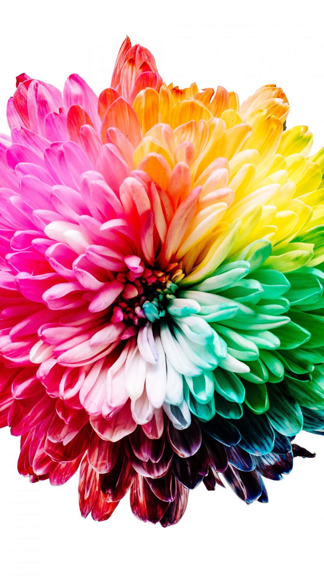 A Flower With Many Colors Background