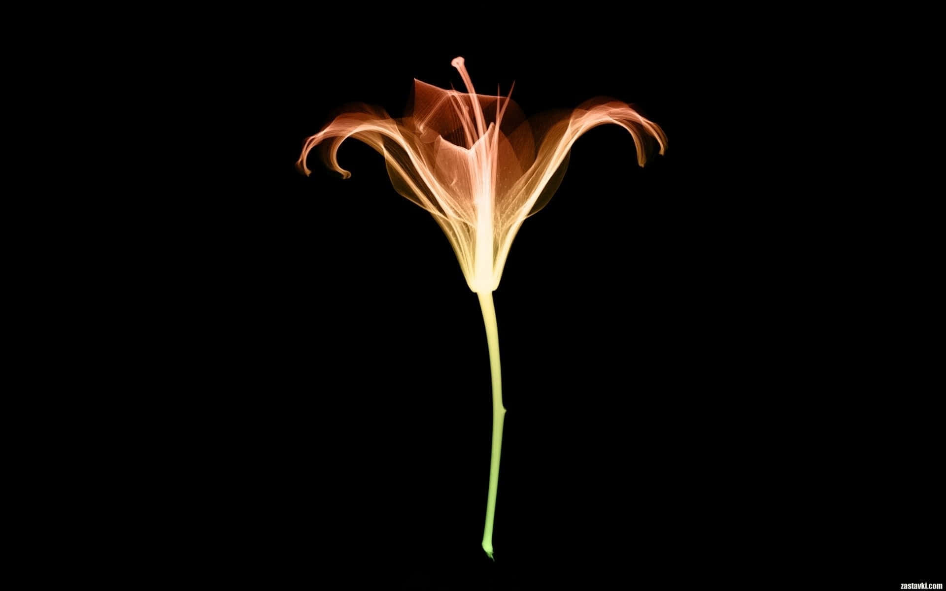 A Flower With Orange And Yellow Colors Background