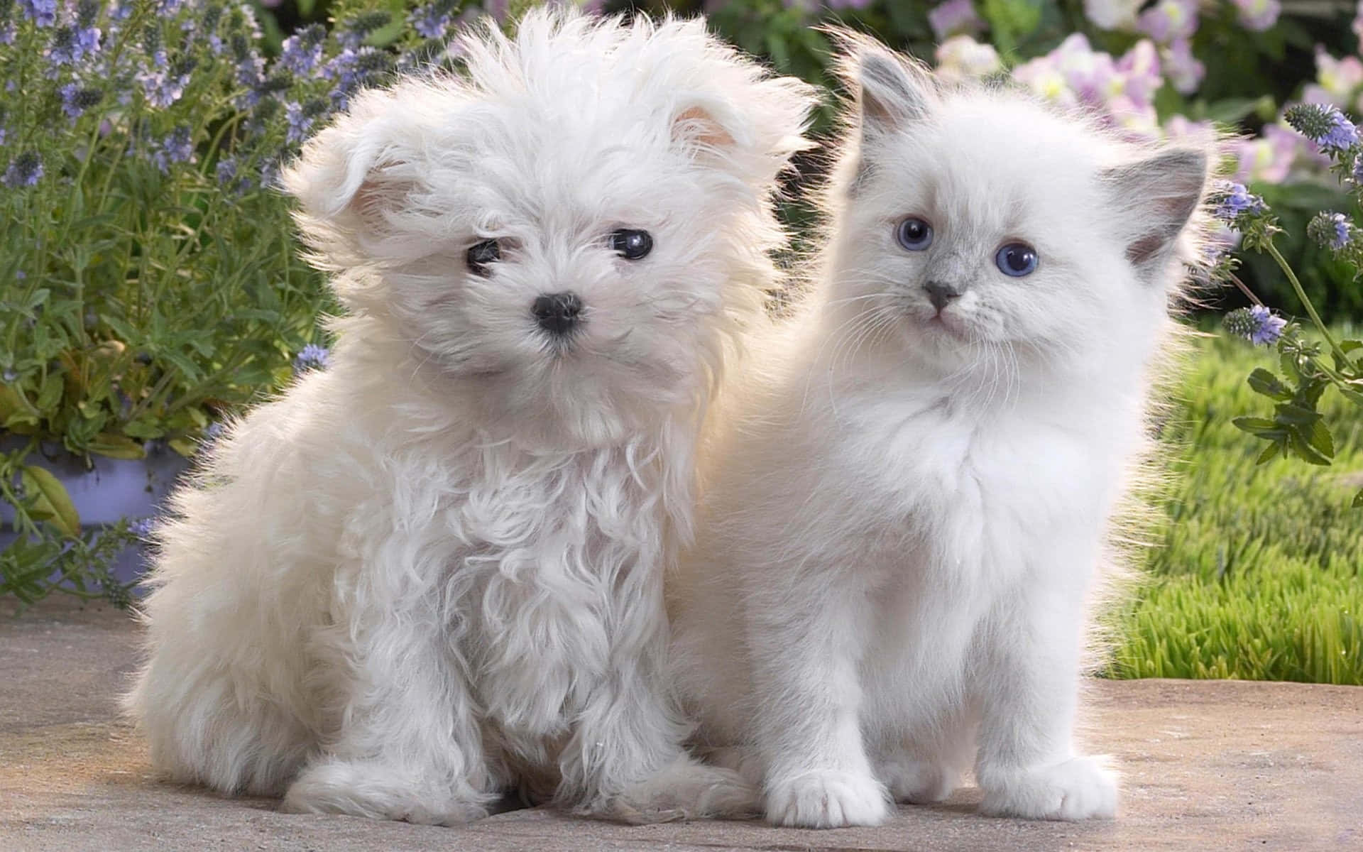 A Fluffy Kitten And Cuddly Puppy Cuddle Together In A Sunny Meadow. Background