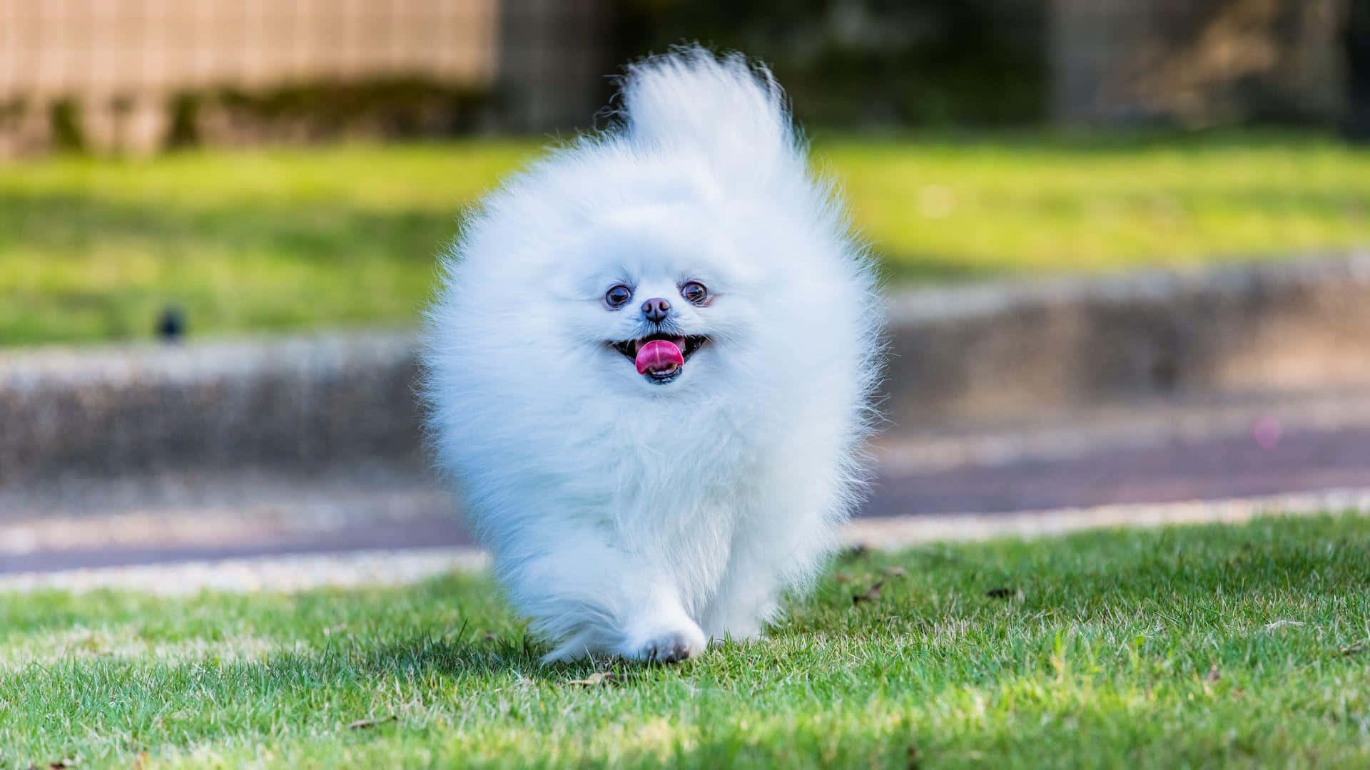 A Fluffy Puppy Looks Up Innocently With Big Eyes Background