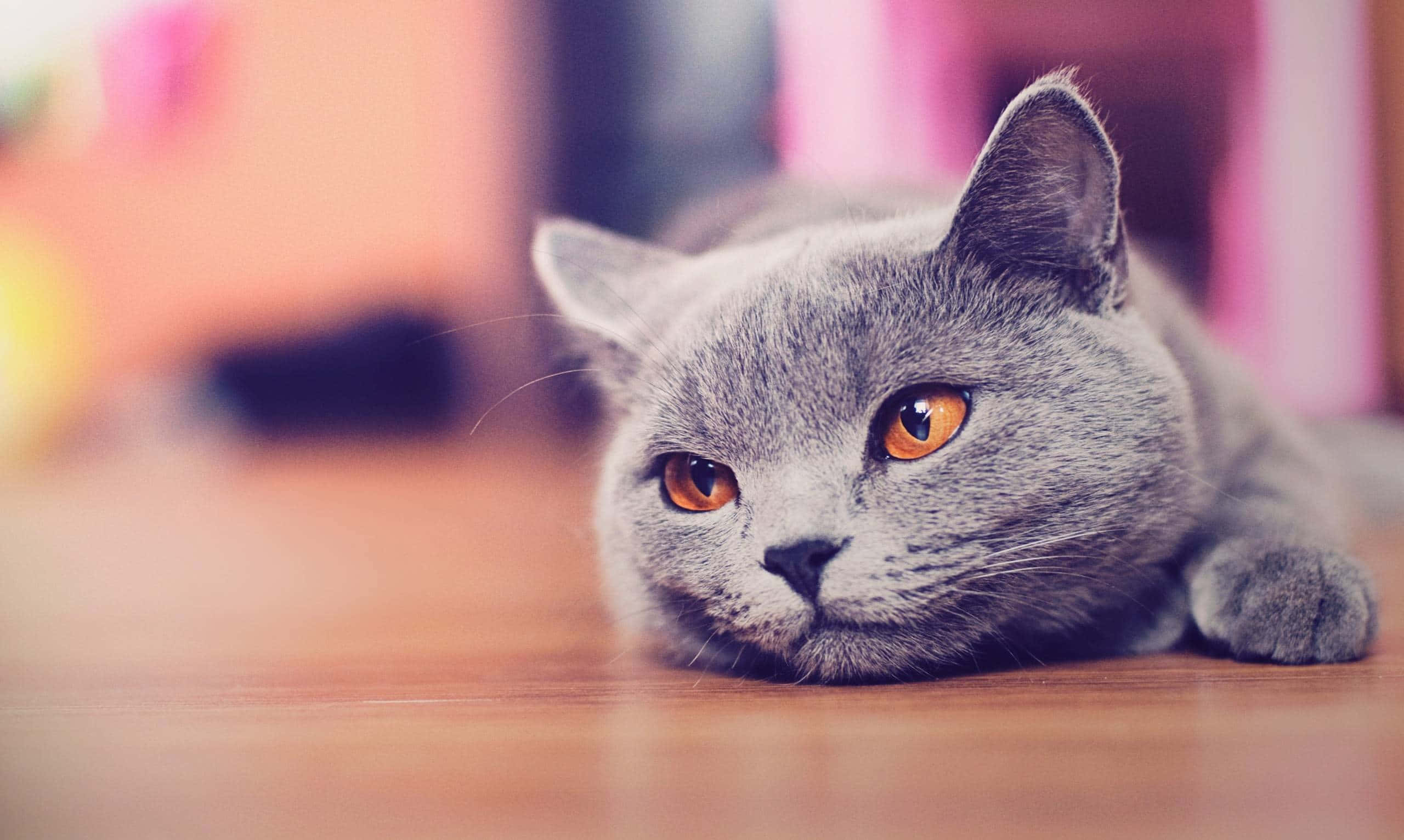 A Fluffy White Cat Looks Back At You From The Desktop Background