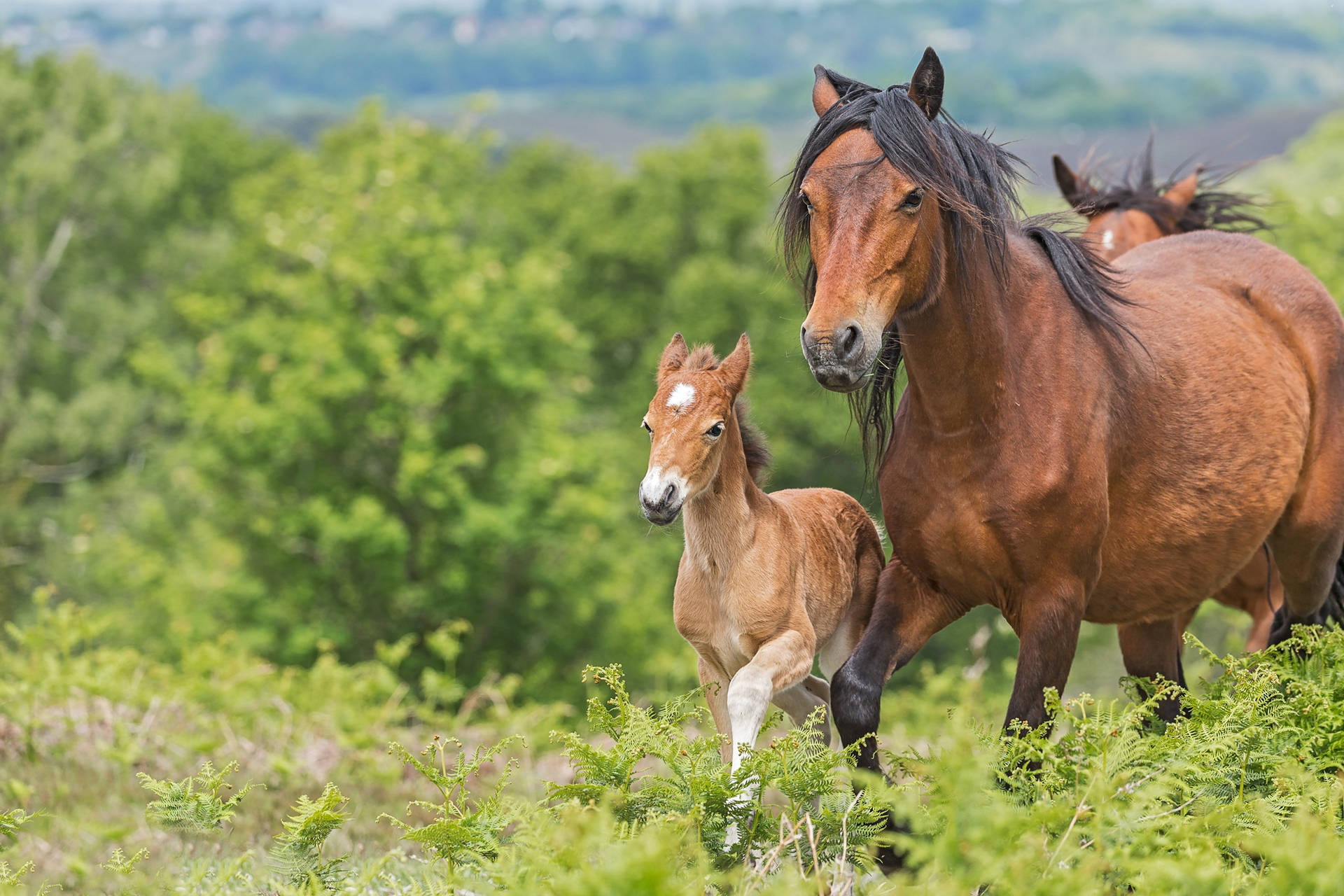 A Foal Grazing Peacefully In A Lush Green Field