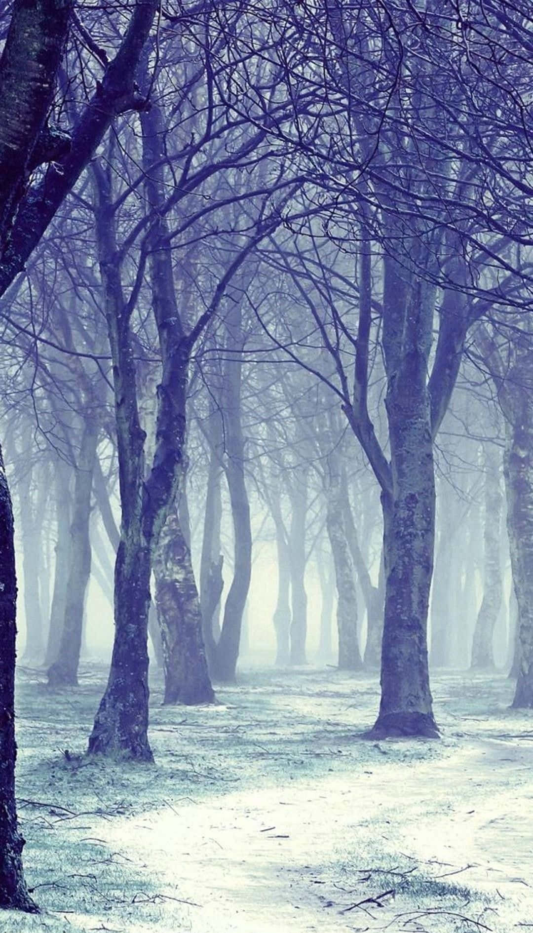 A Foggy Forest With Trees And Snow