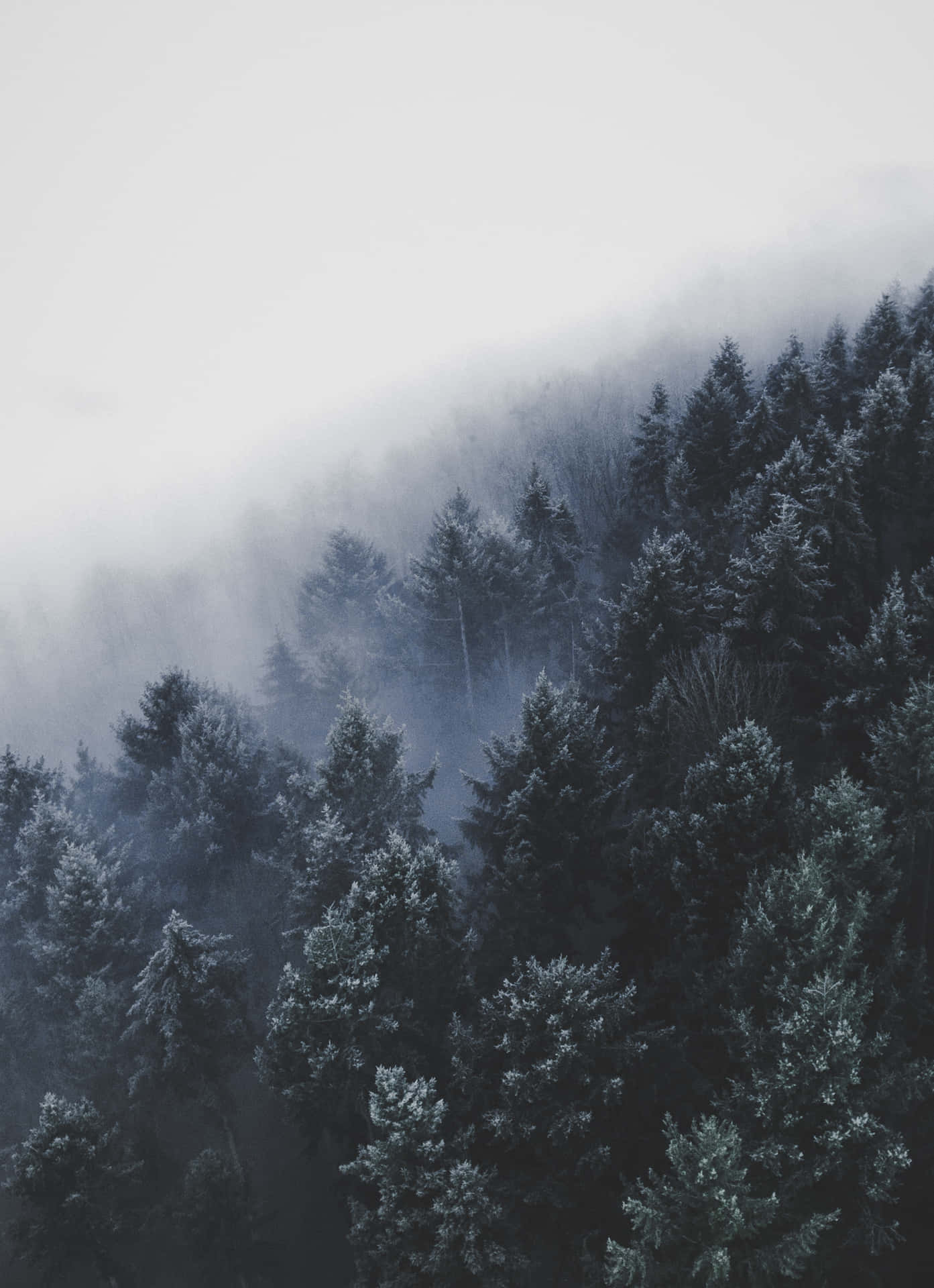 A Foggy Forest With Trees Covered In Fog Background