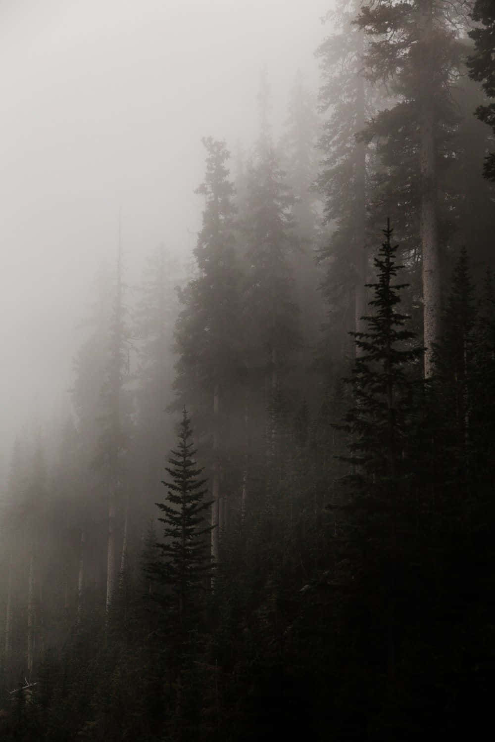 A Foggy Forest With Trees In The Background