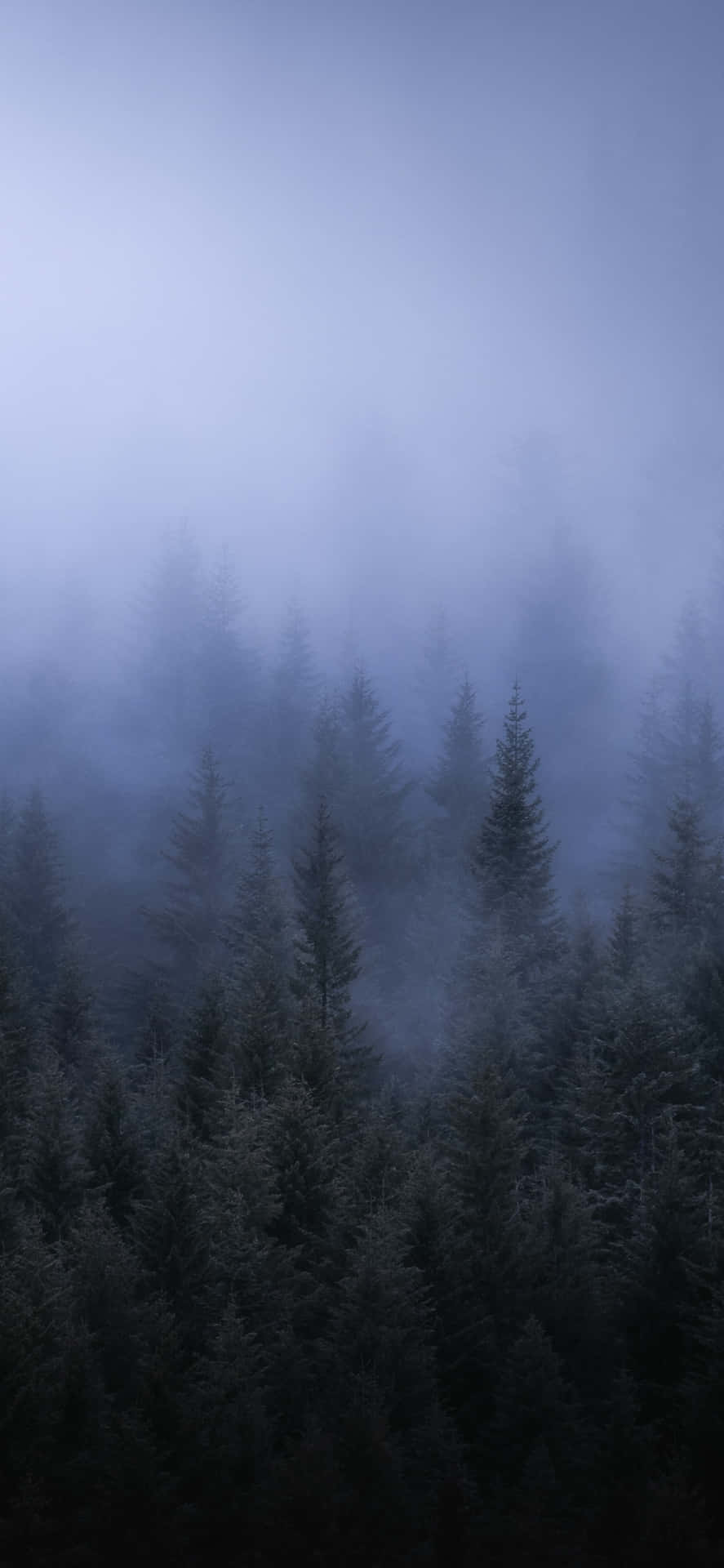 A Foggy Forest With Trees In The Background Background