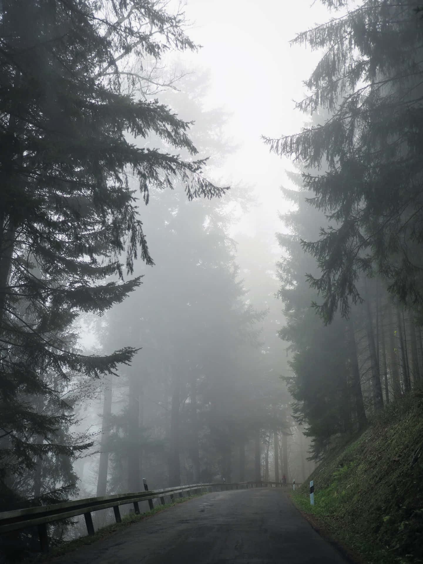 A Foggy Morning, A Perfect Aesthetic Background