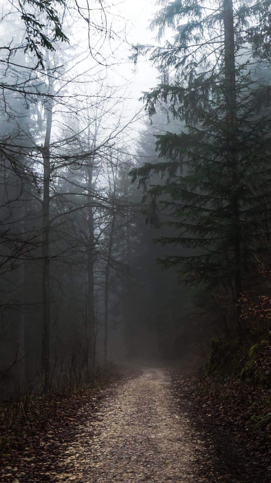 A Foggy Path In The Forest Background
