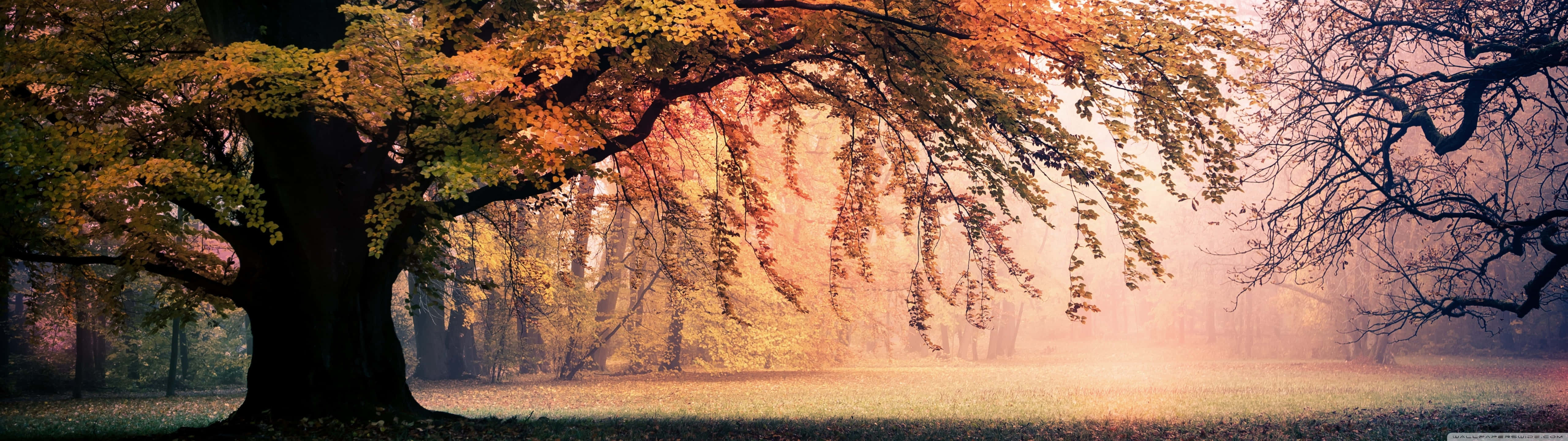 A Foggy Scene With Trees And A Fog Background