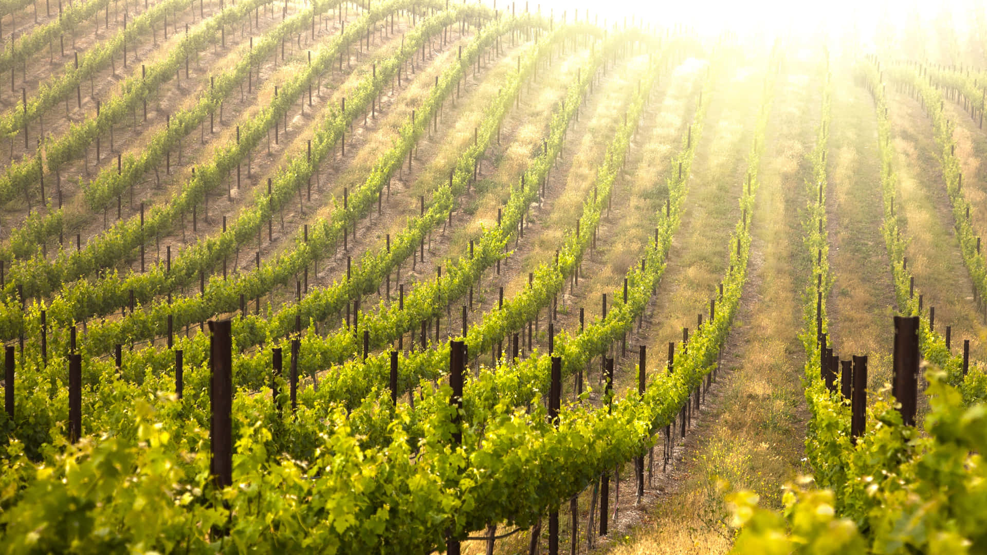 A Foggy Vineyard Background