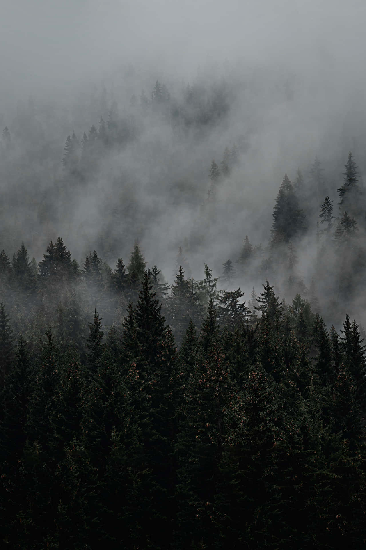 A Forest Covered In Fog Background