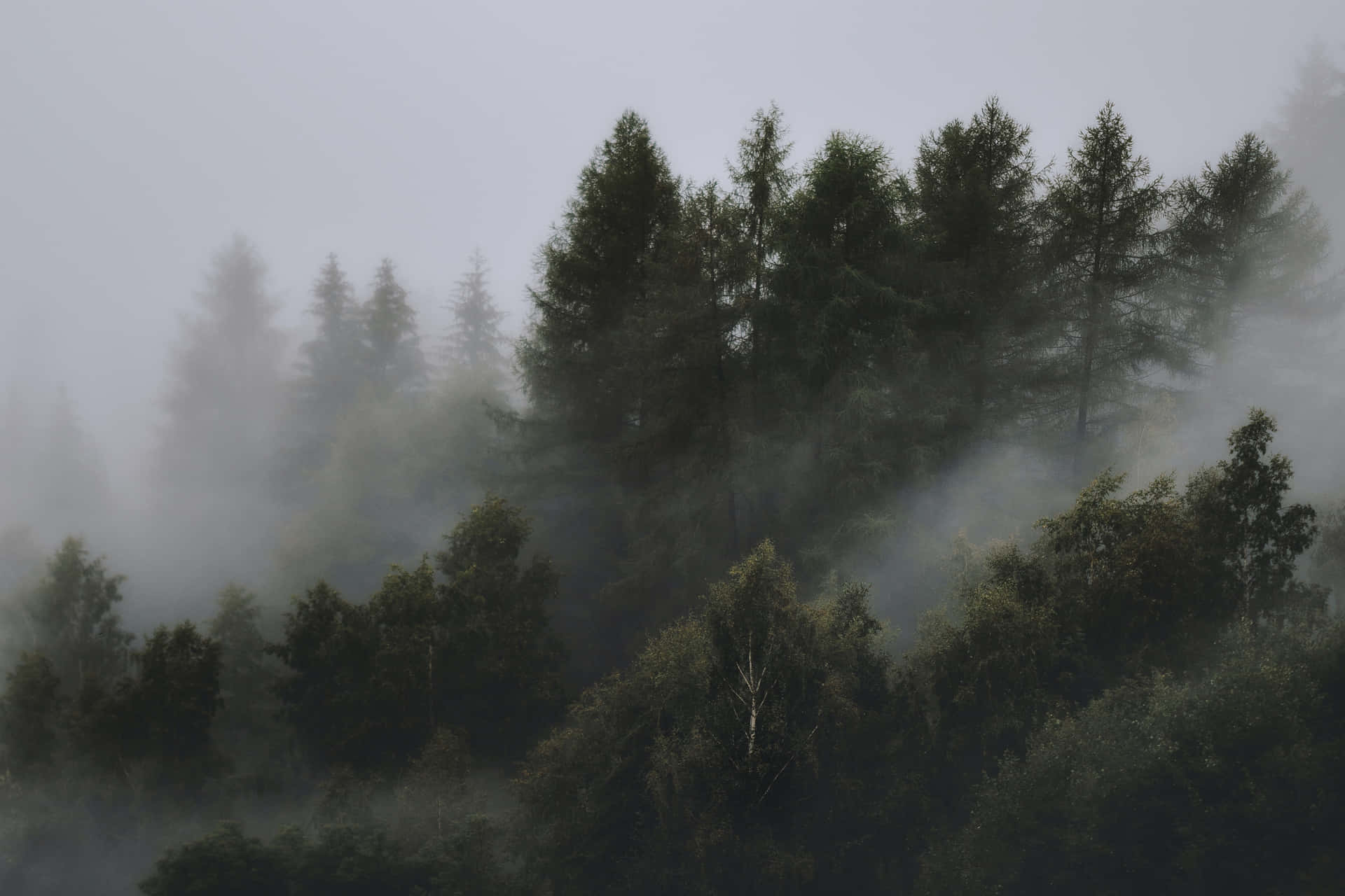 A Forest Covered In Fog With Trees Background