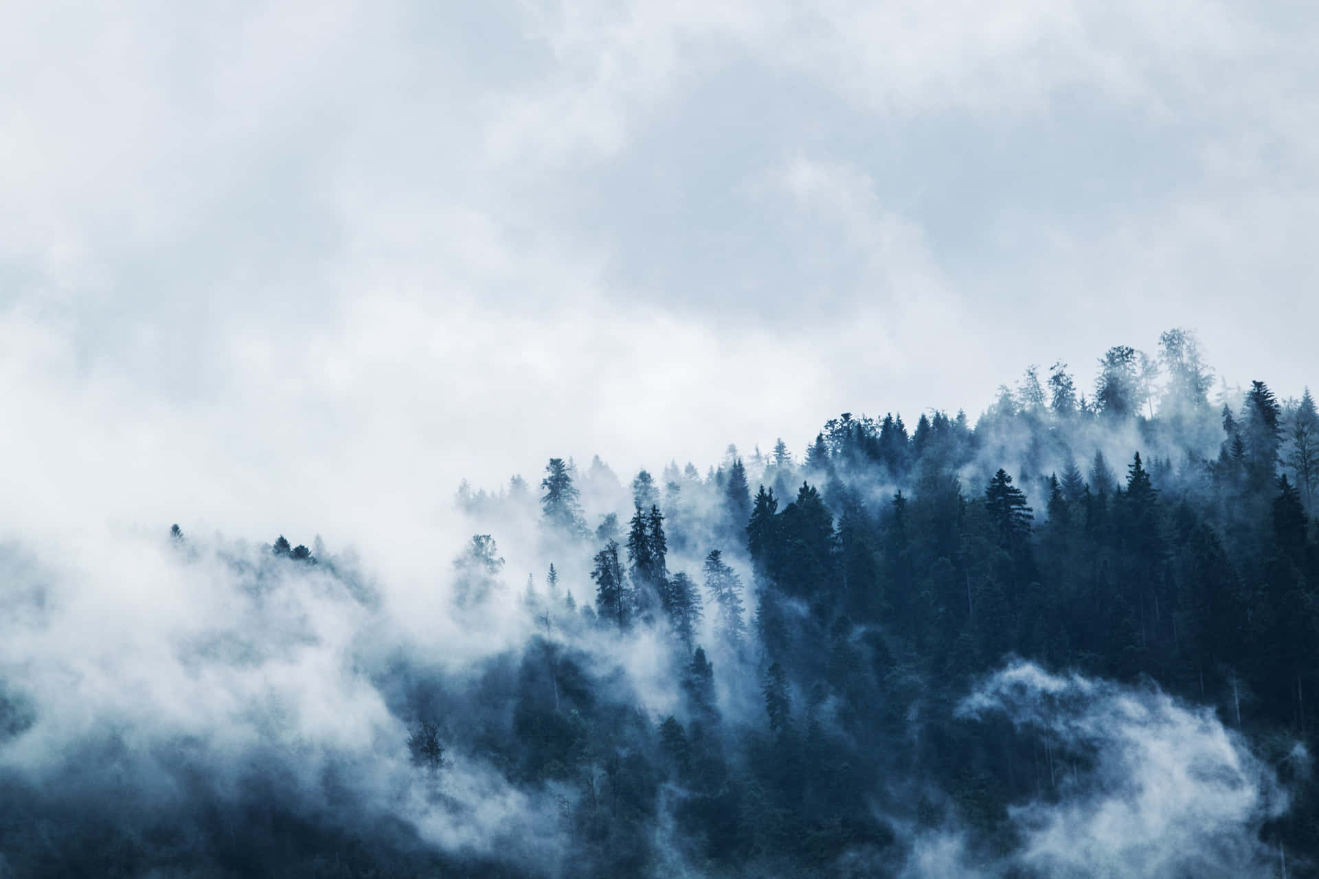 A Forest Covered In Fog With Trees Background