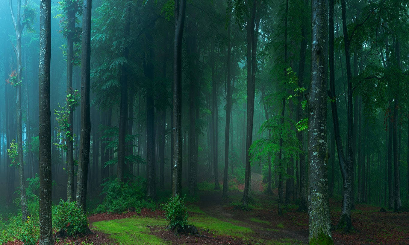 A Forest With A Path And Trees Background