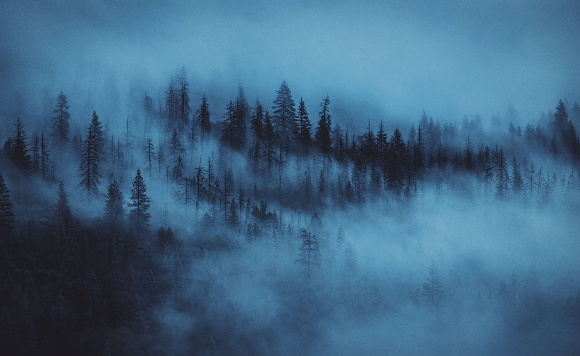 A Forest With Fog And Trees In The Background Background