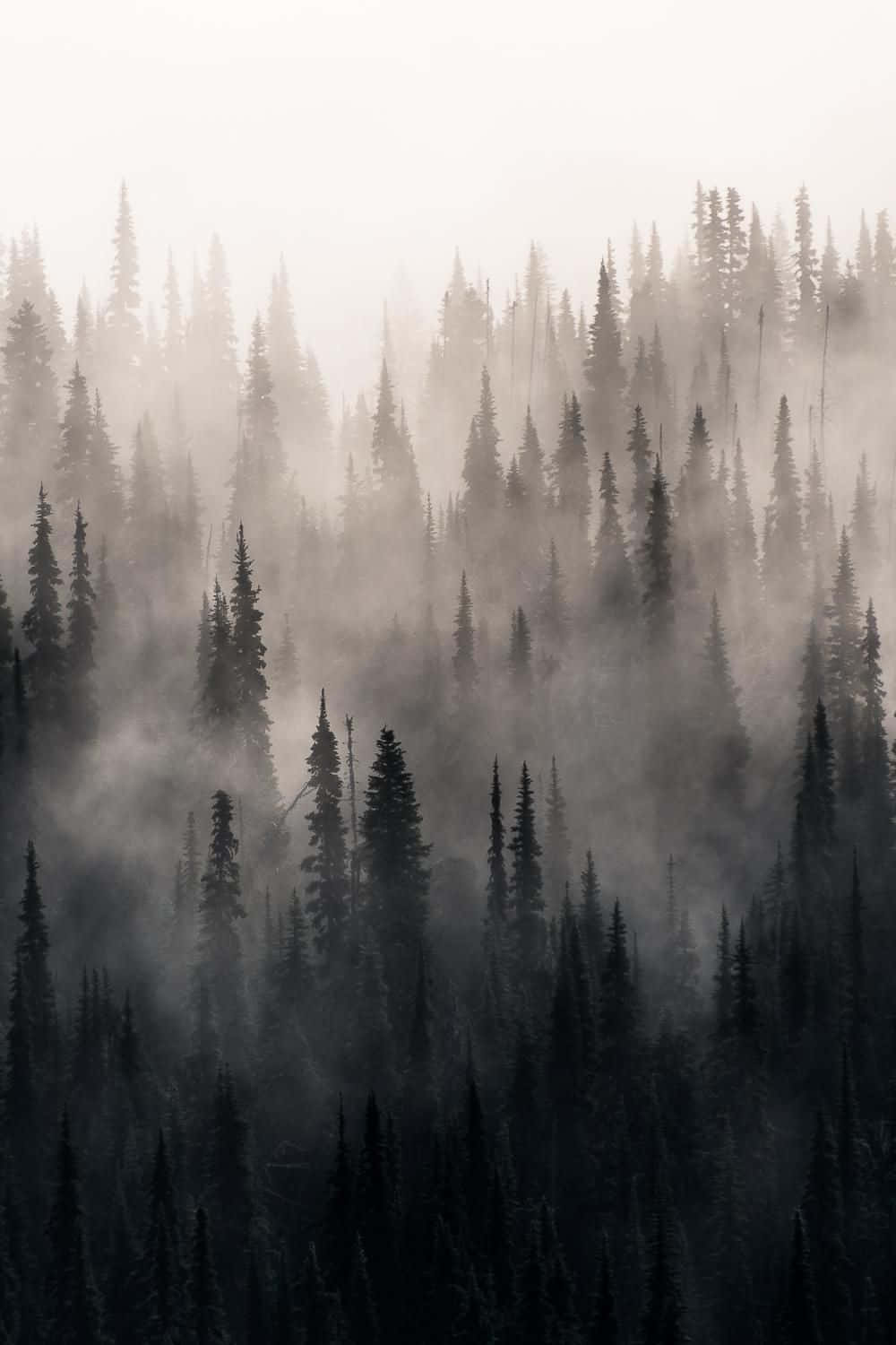 A Forest With Fog In The Background Background