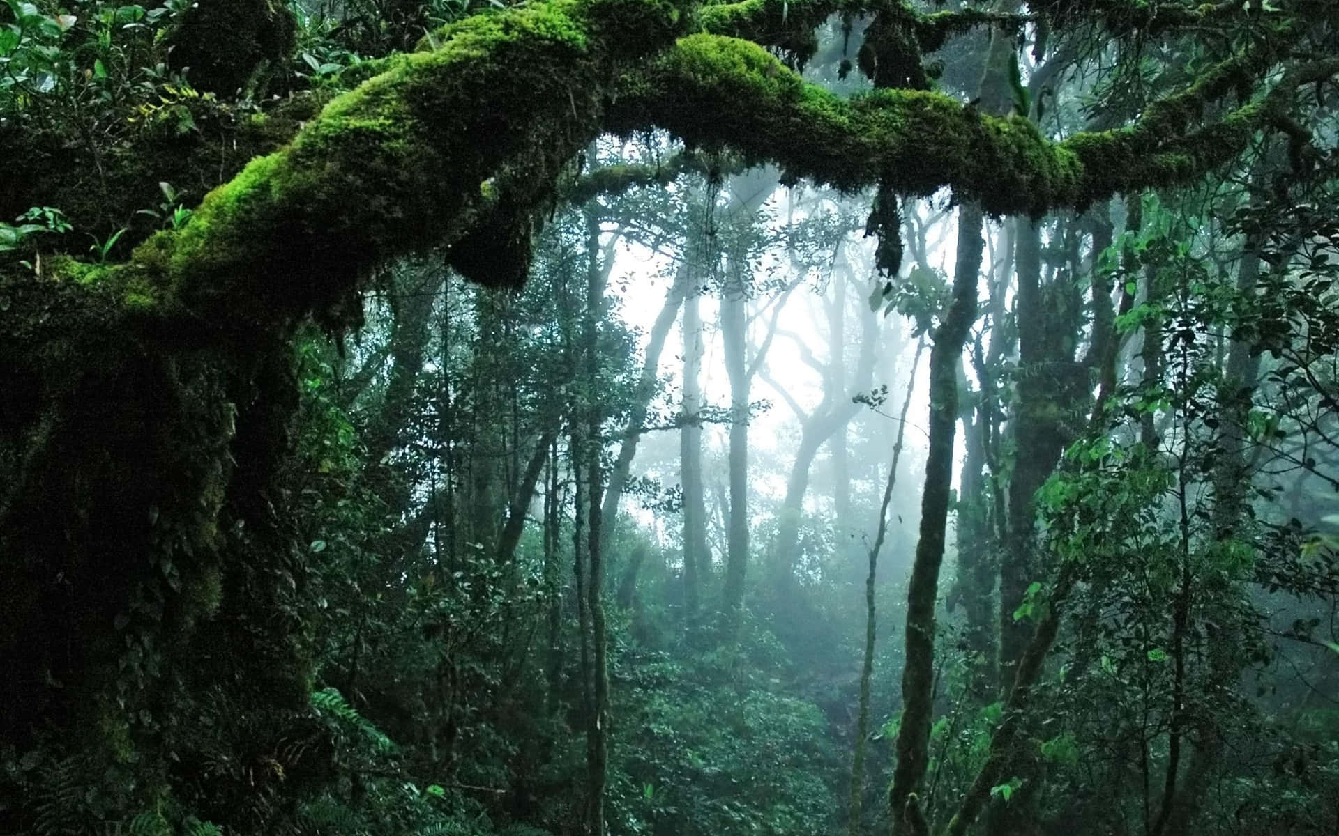 A Forest With Moss Covered Trees And Moss Background