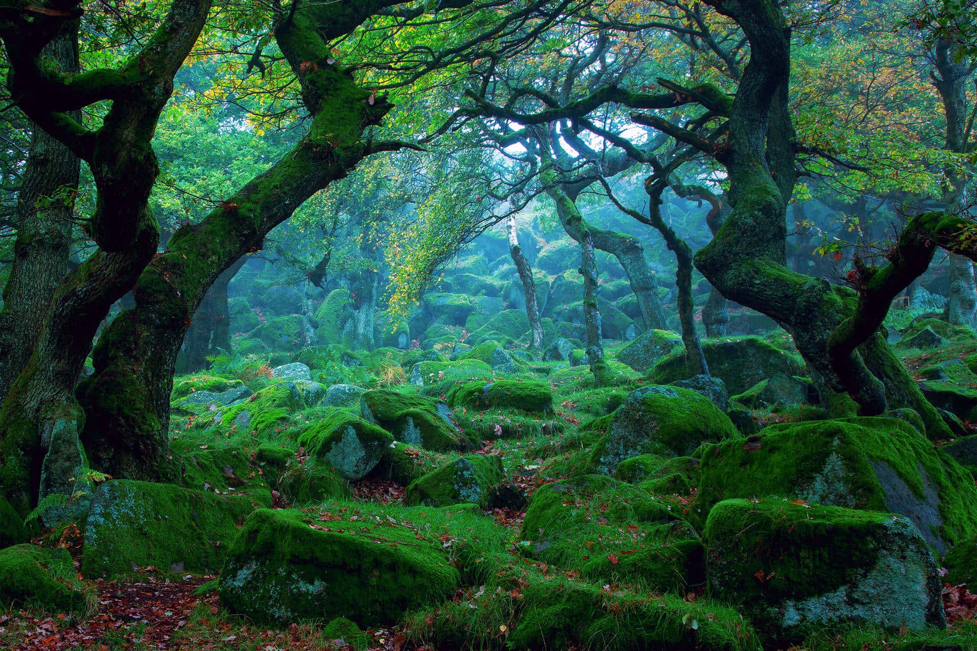 A Forest With Mossy Rocks And Trees Background