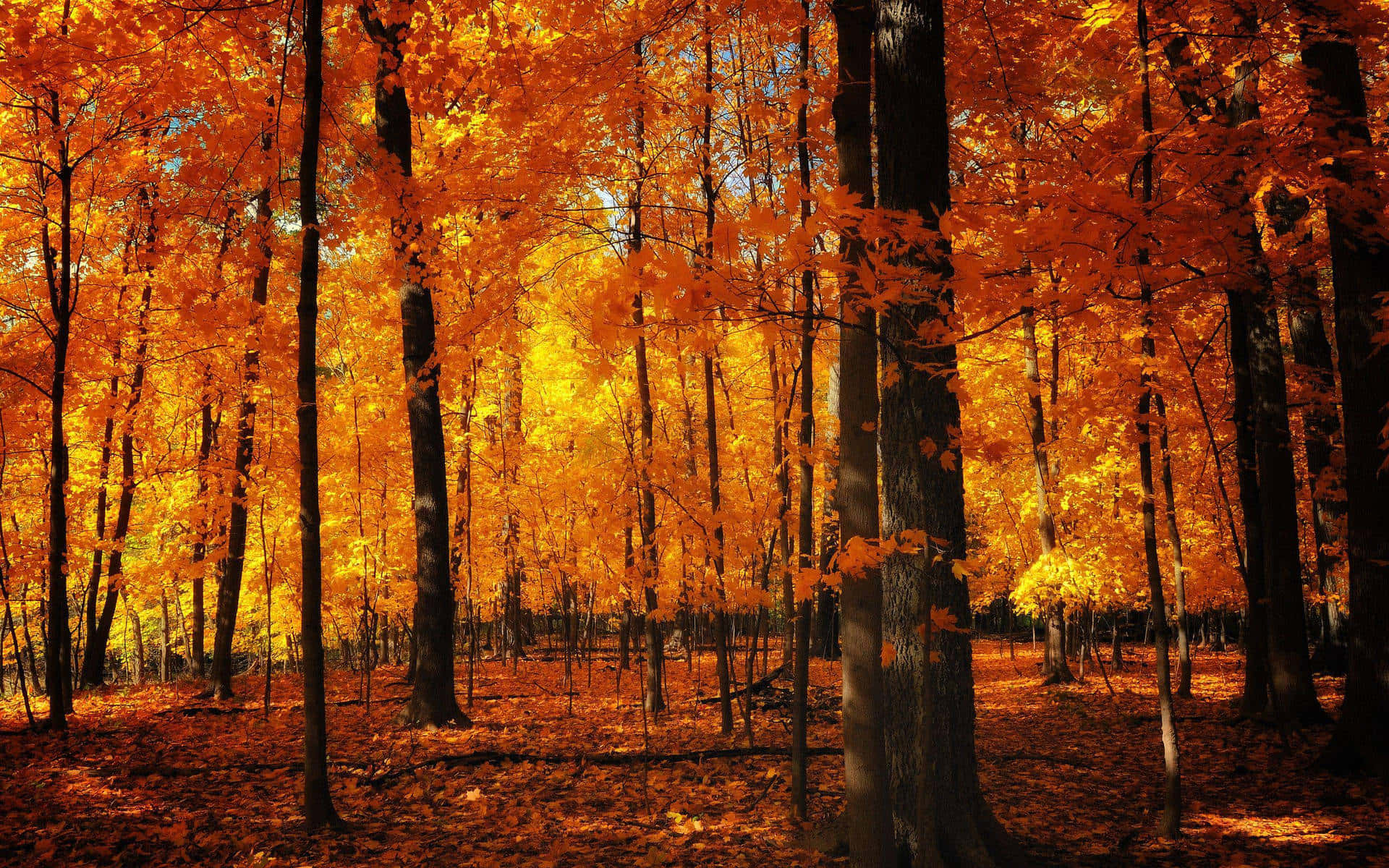 A Forest With Orange Leaves Background