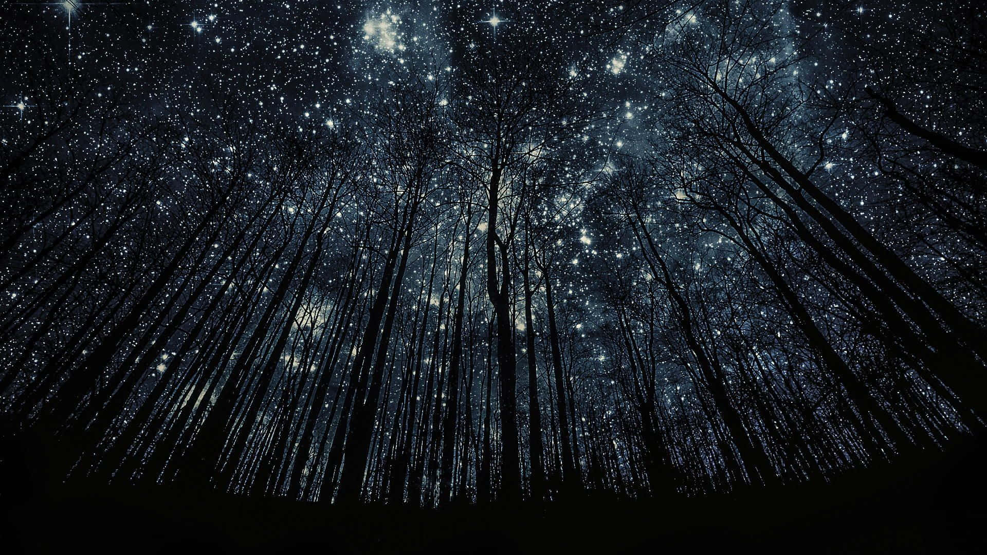 A Forest With Stars In The Sky Background