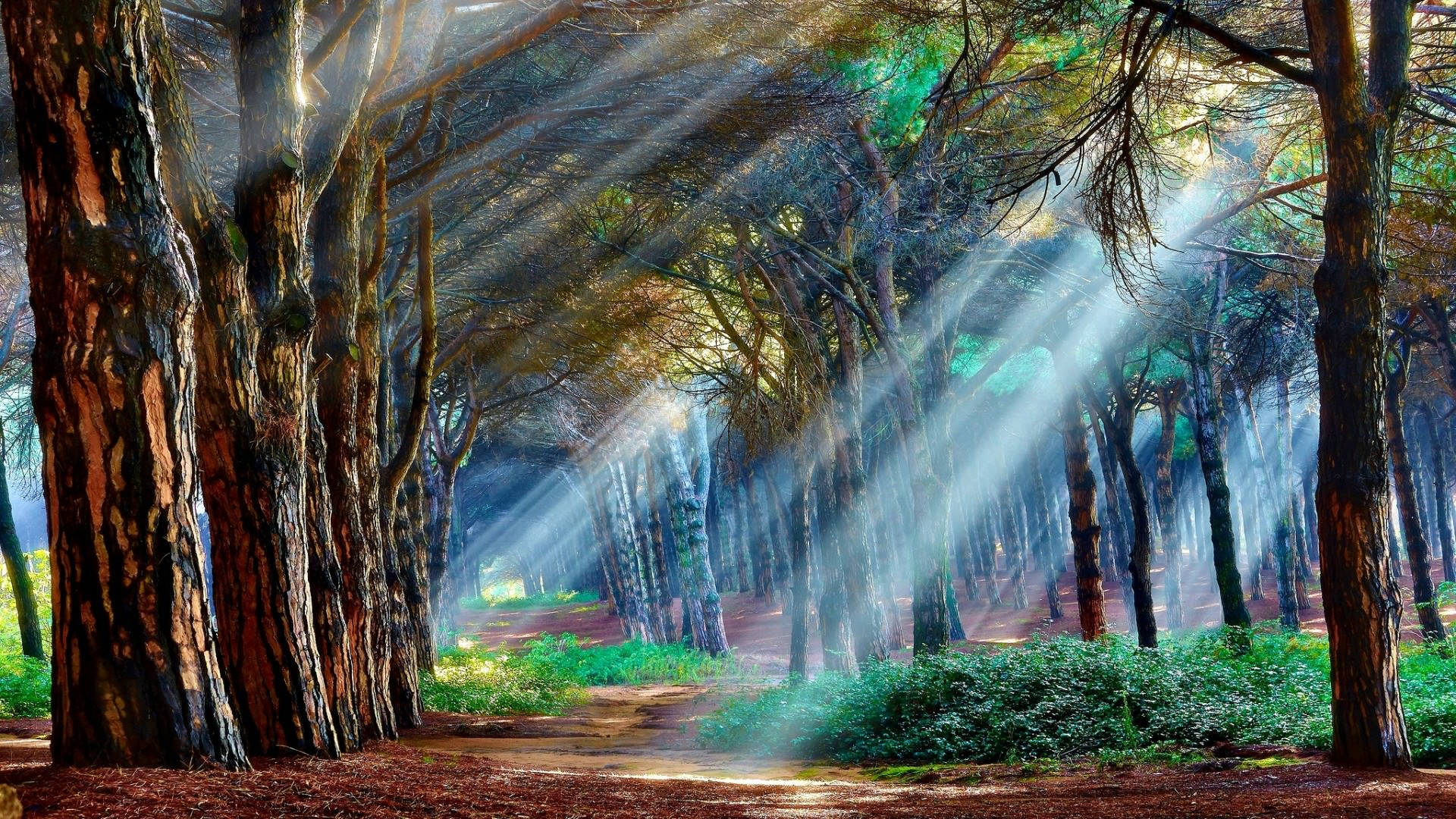 A Forest With Sunlight Shining Through The Trees Background