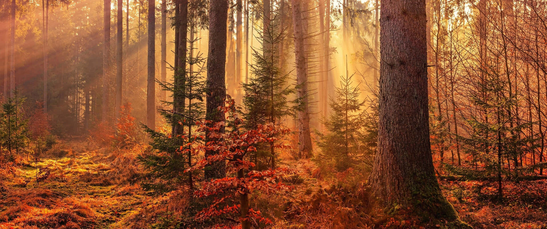 A Forest With Sunlight Shining Through Trees