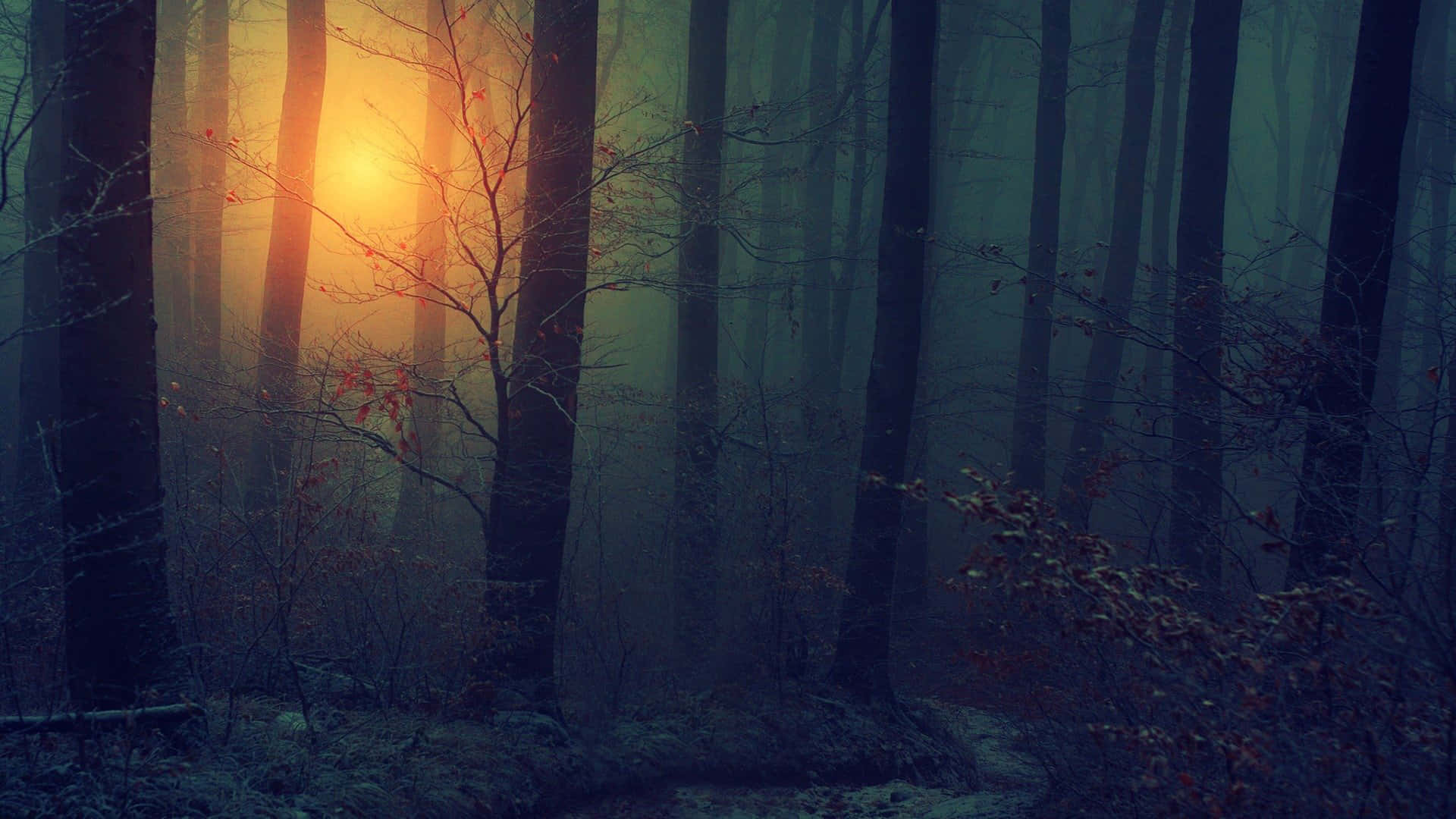 A Forest With Trees And A Sun Shining Through The Trees Background