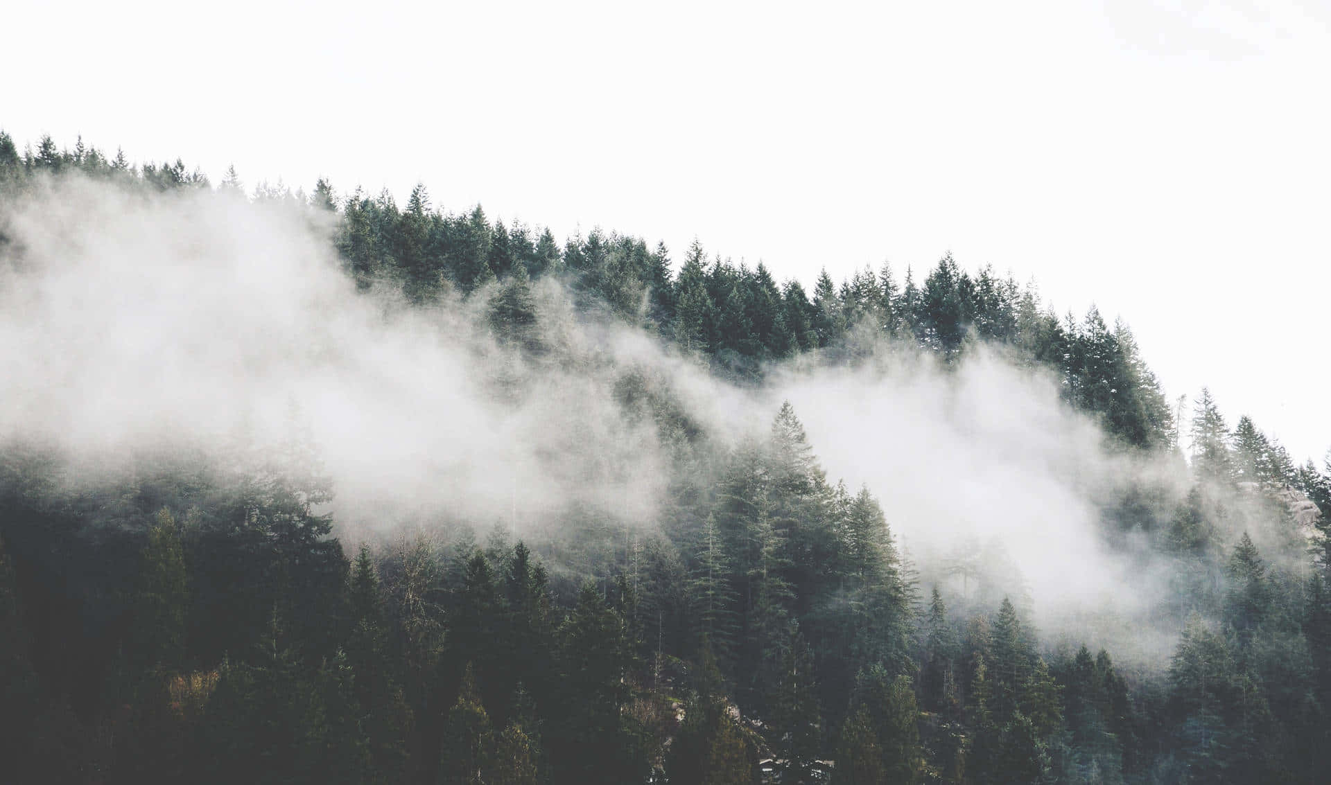 A Forest With Trees And Clouds In The Background Background