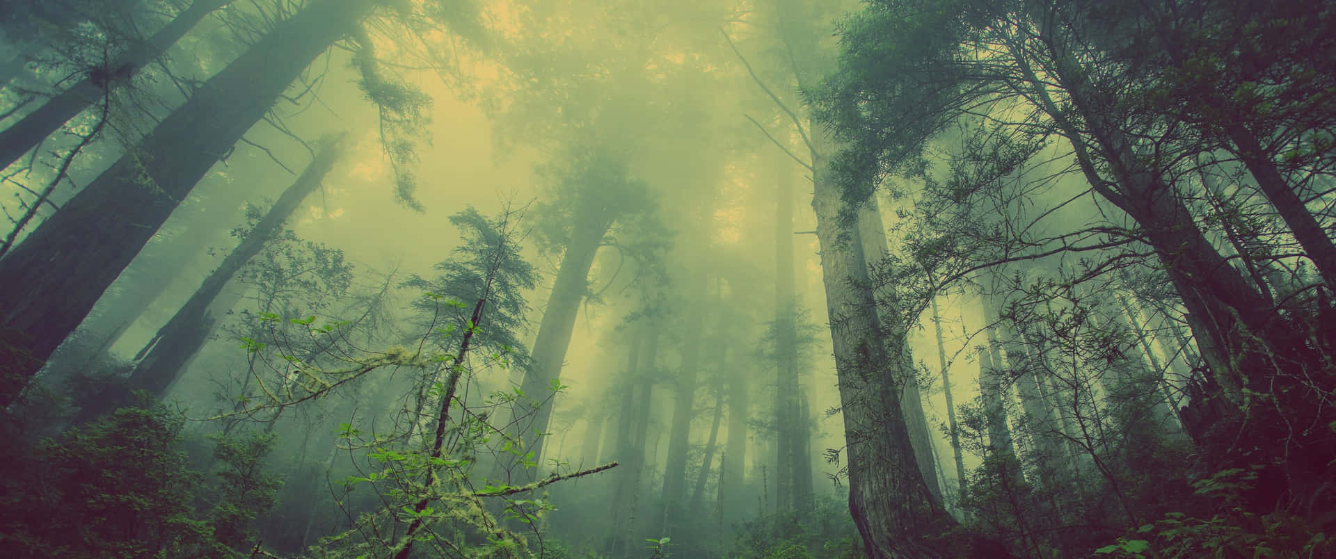 A Forest With Trees And Fog Background