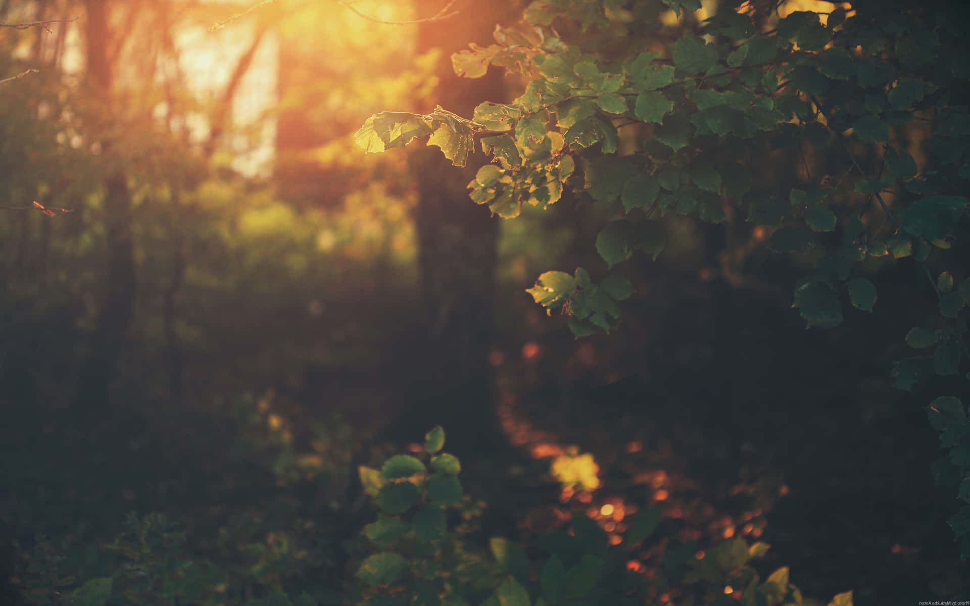 A Forest With Trees And Leaves In The Background Background