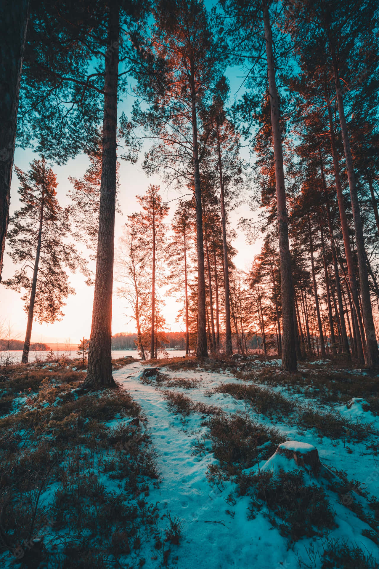 A Forest With Trees And Snow At Sunset Background