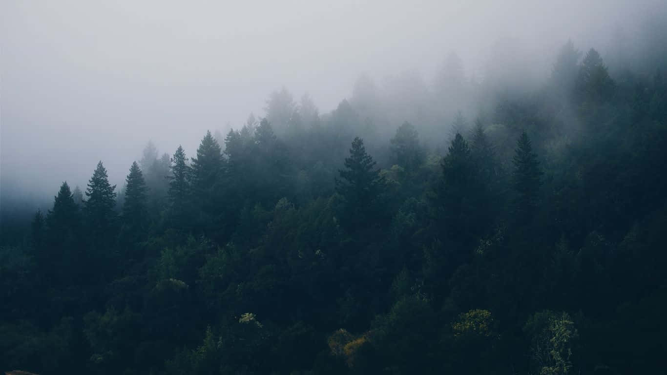 A Forest With Trees In The Fog Background