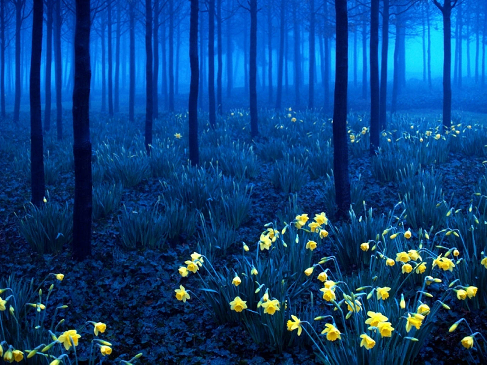 A Forest With Yellow Flowers In The Fog Background