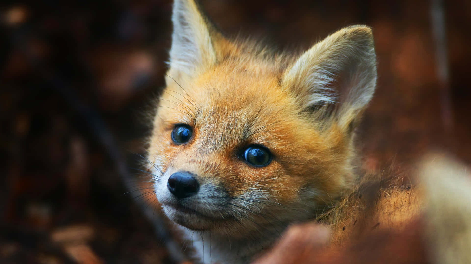 A Fox Cub Is Looking At The Camera Background