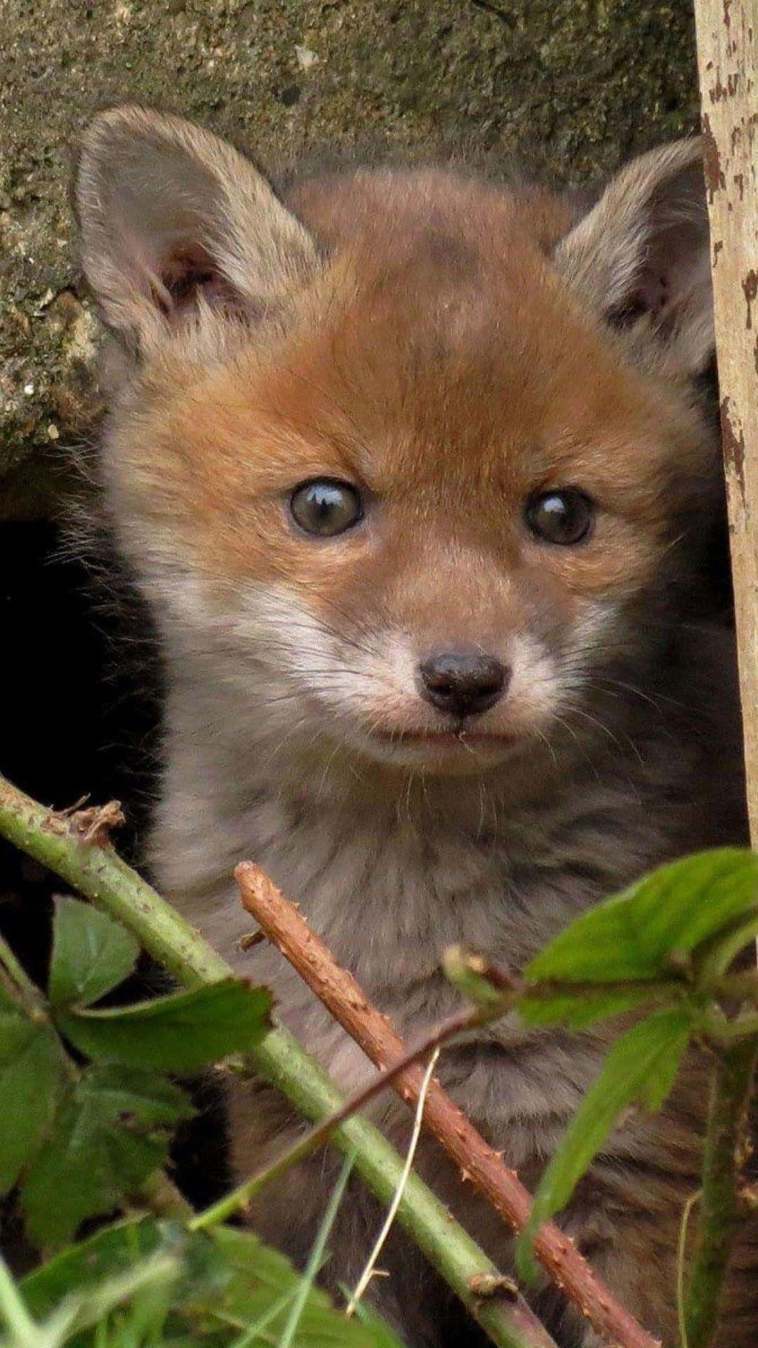 A Fox Cub Is Peeking Out Of A Hole In The Ground Background