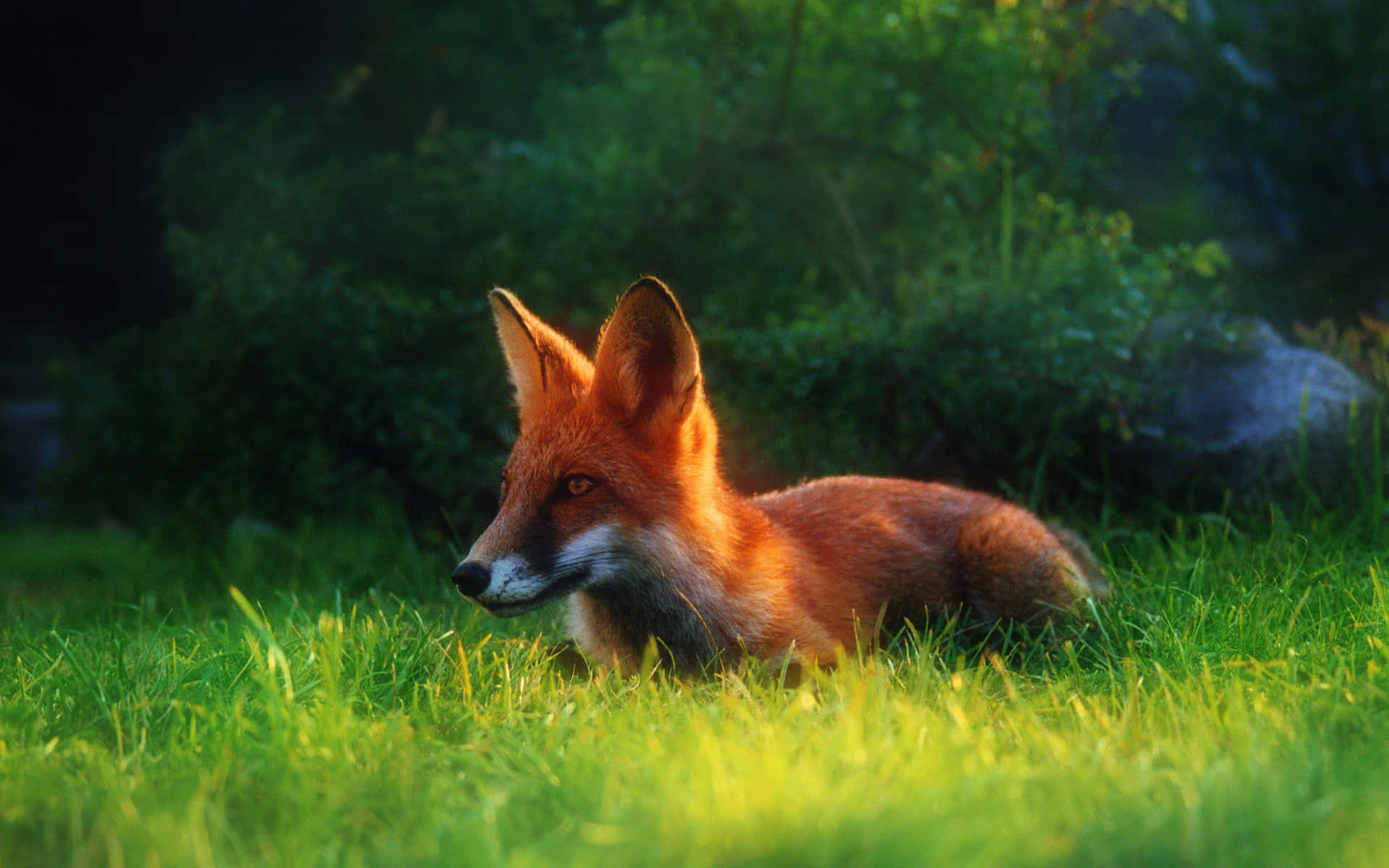 A Fox Is Sitting In The Grass Background