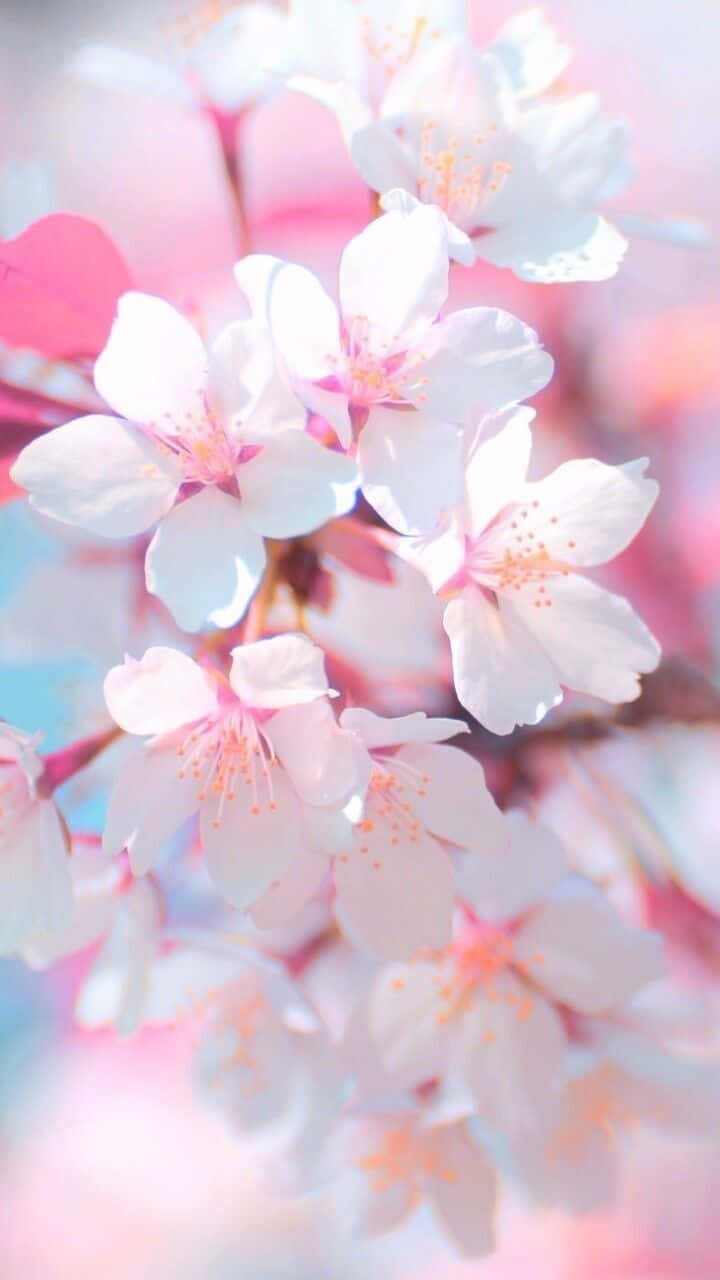 A Fresh And Stylish Light Pink Floral Iphone Background