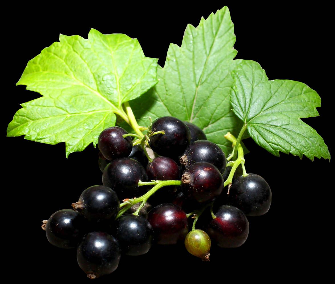 A Fresh Blackcurrant