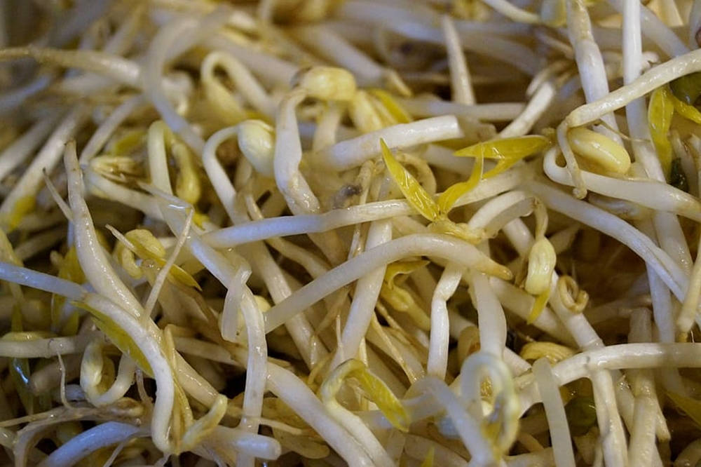 A Fresh Handful Of Healthy Mung Bean Sprouts Background