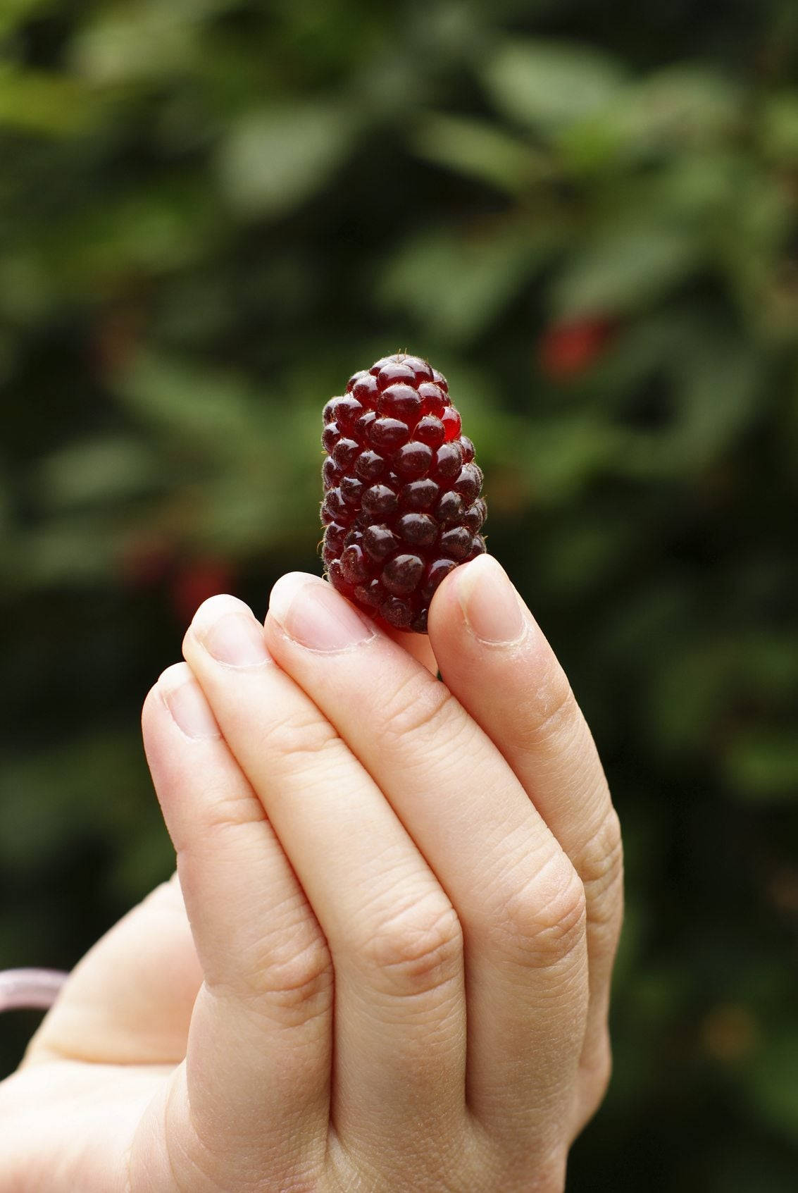 A Fresh Handful Of Loganberries