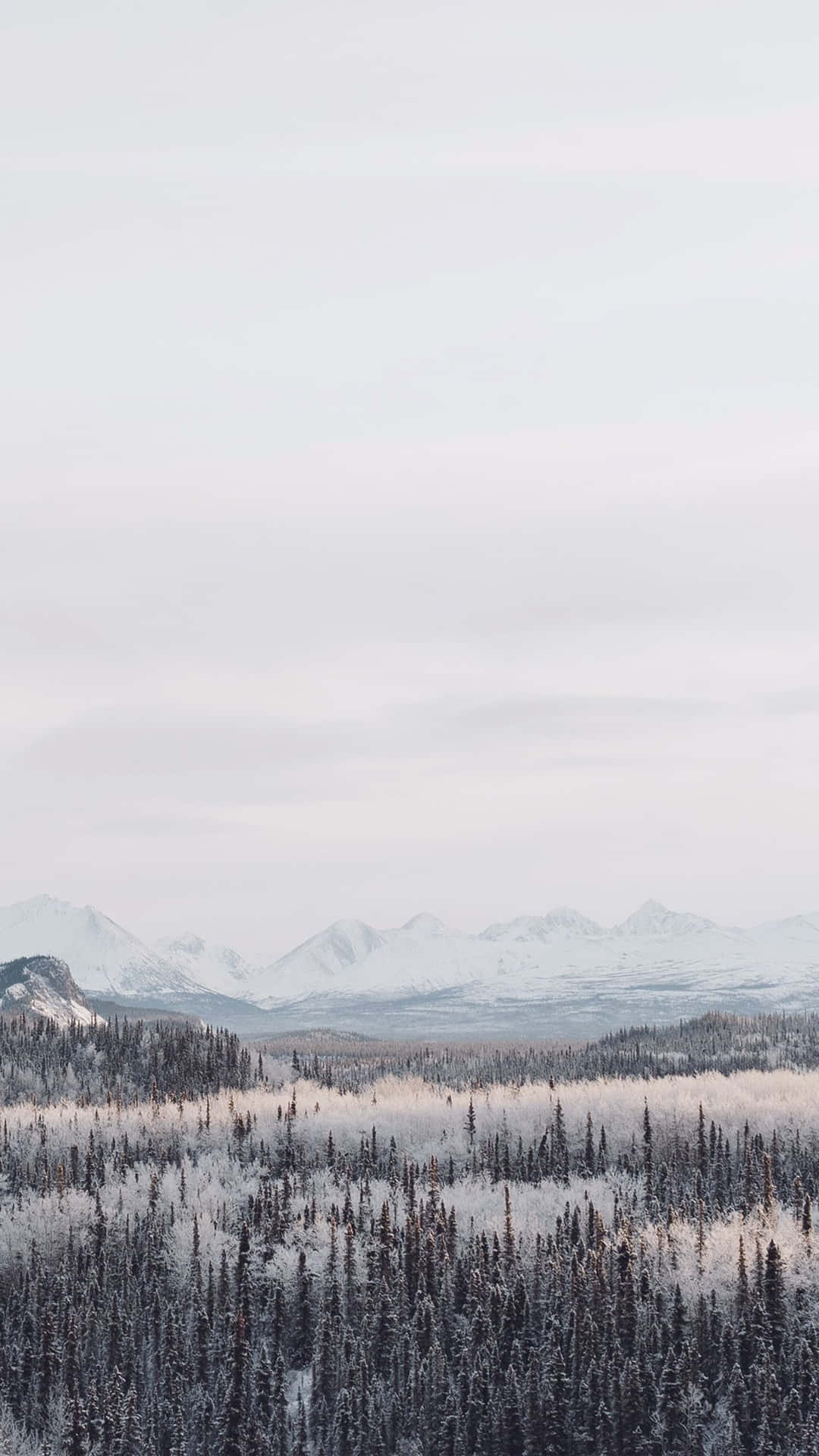 A Fresh Scene Of Winter With An Iphone 6 Plus