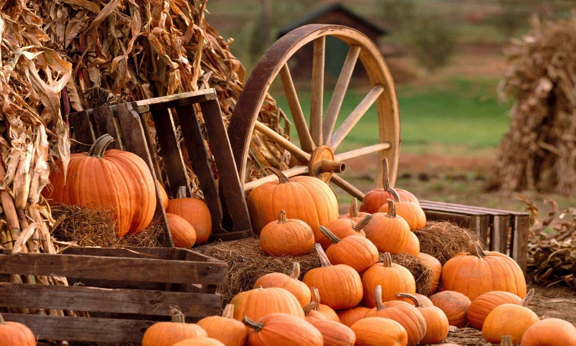 “a Freshly-cut Pumpkin During Fall” Background