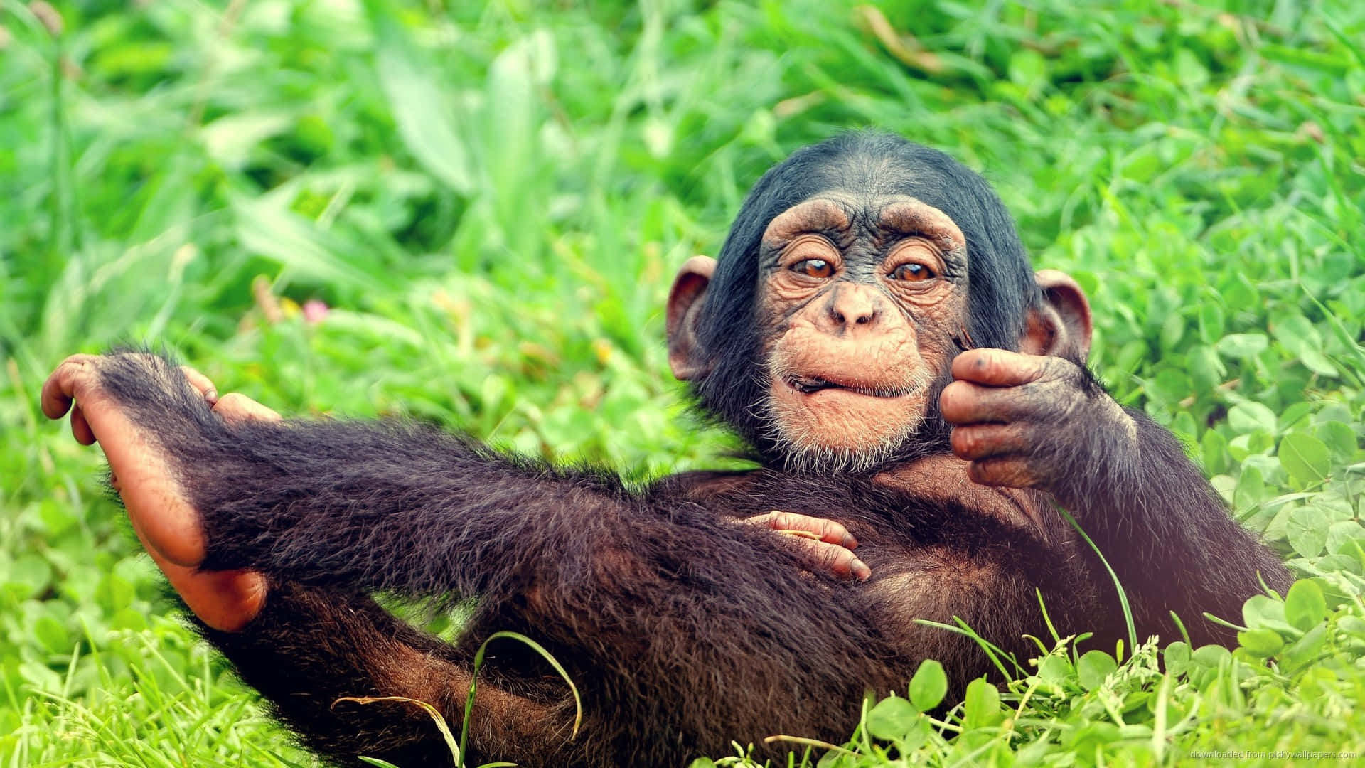 A Friendly Baby Gorilla Waves A Happy Hello Background