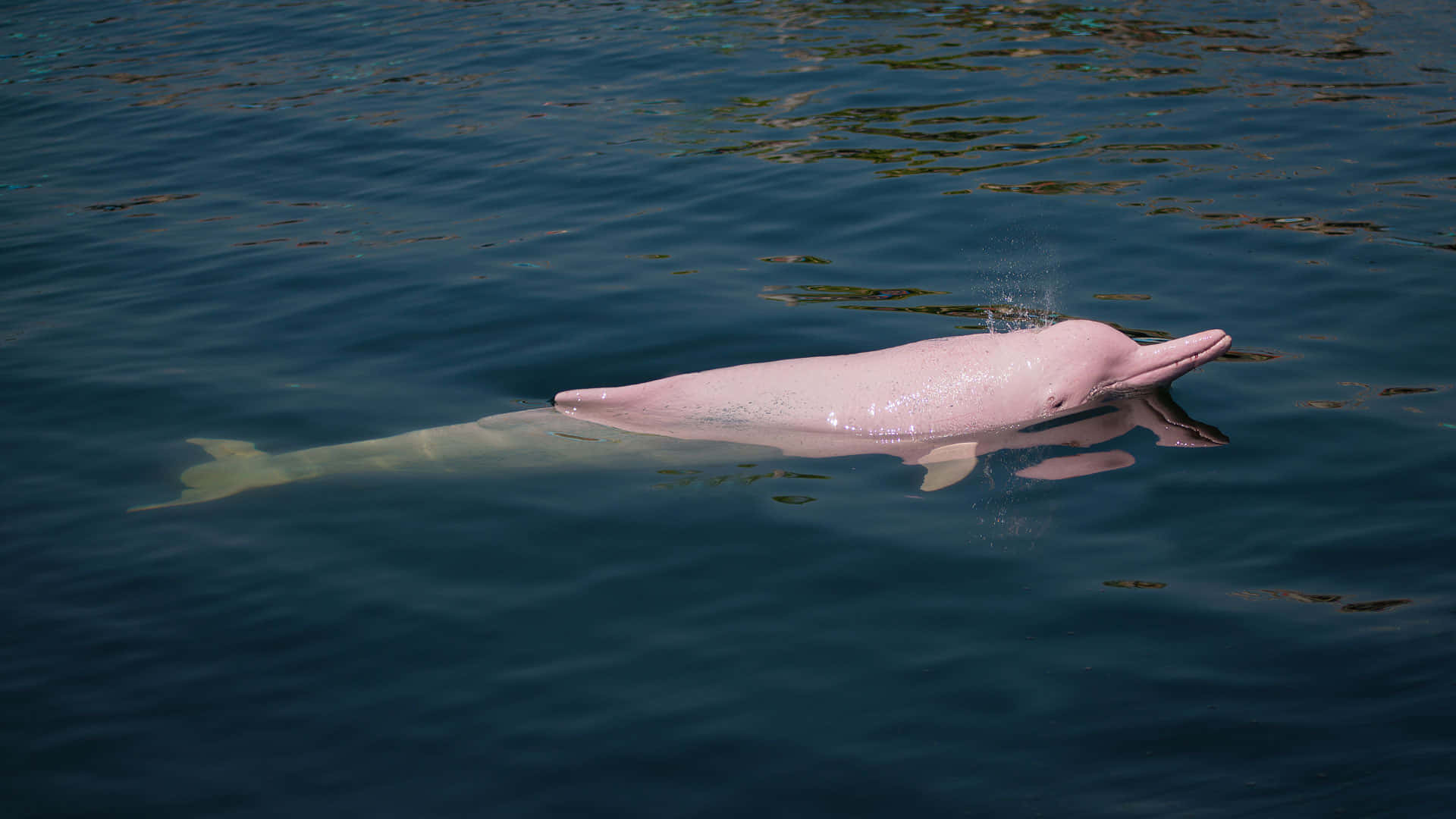 A Friendly Pink Dolphin Enjoying A Swim In The Ocean Background