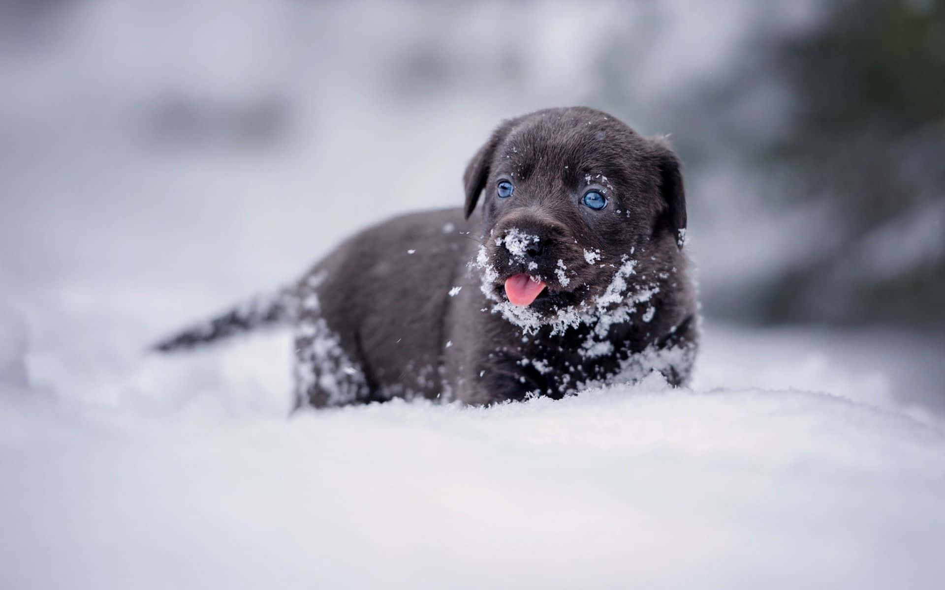 A Friendly Pup Enjoys The Fresh Winter Snow.