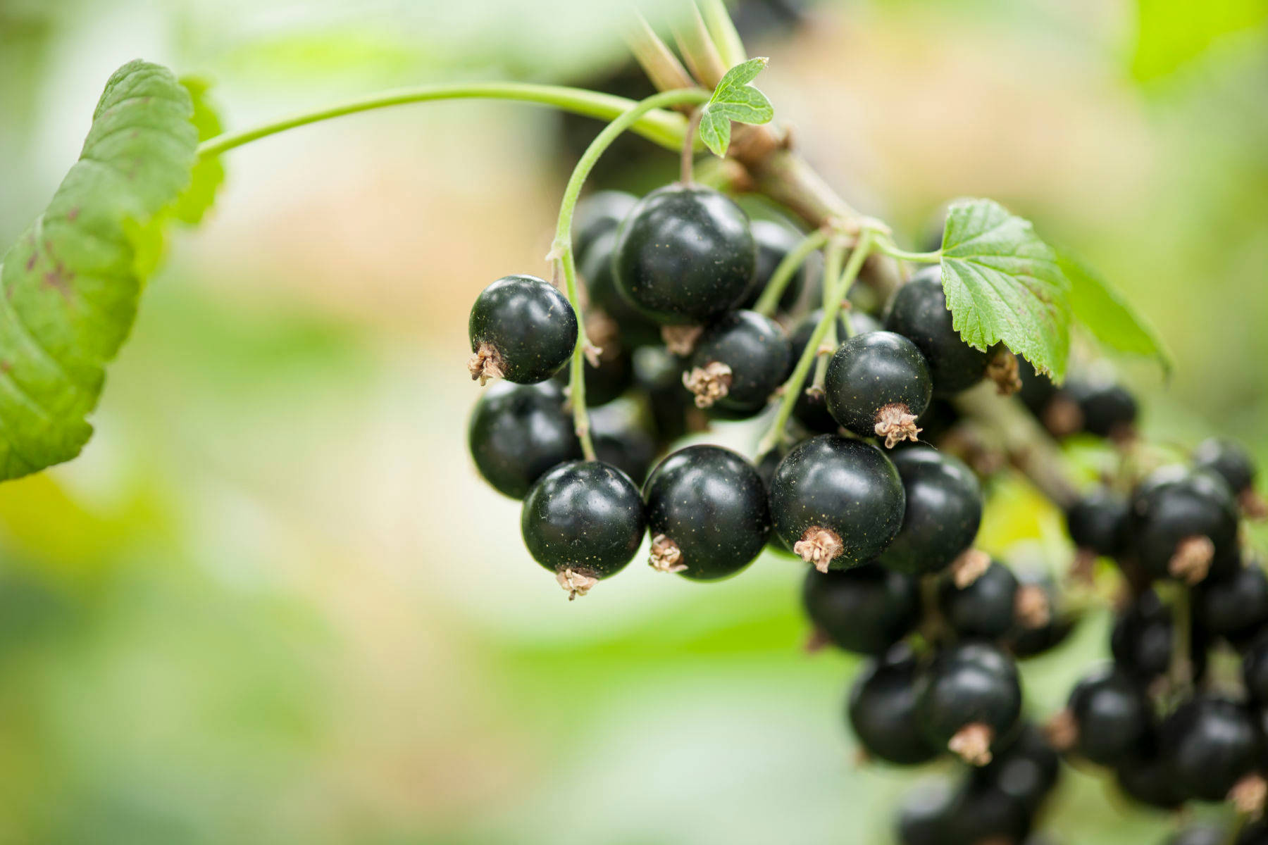 A Fruitful Blackcurrant Background